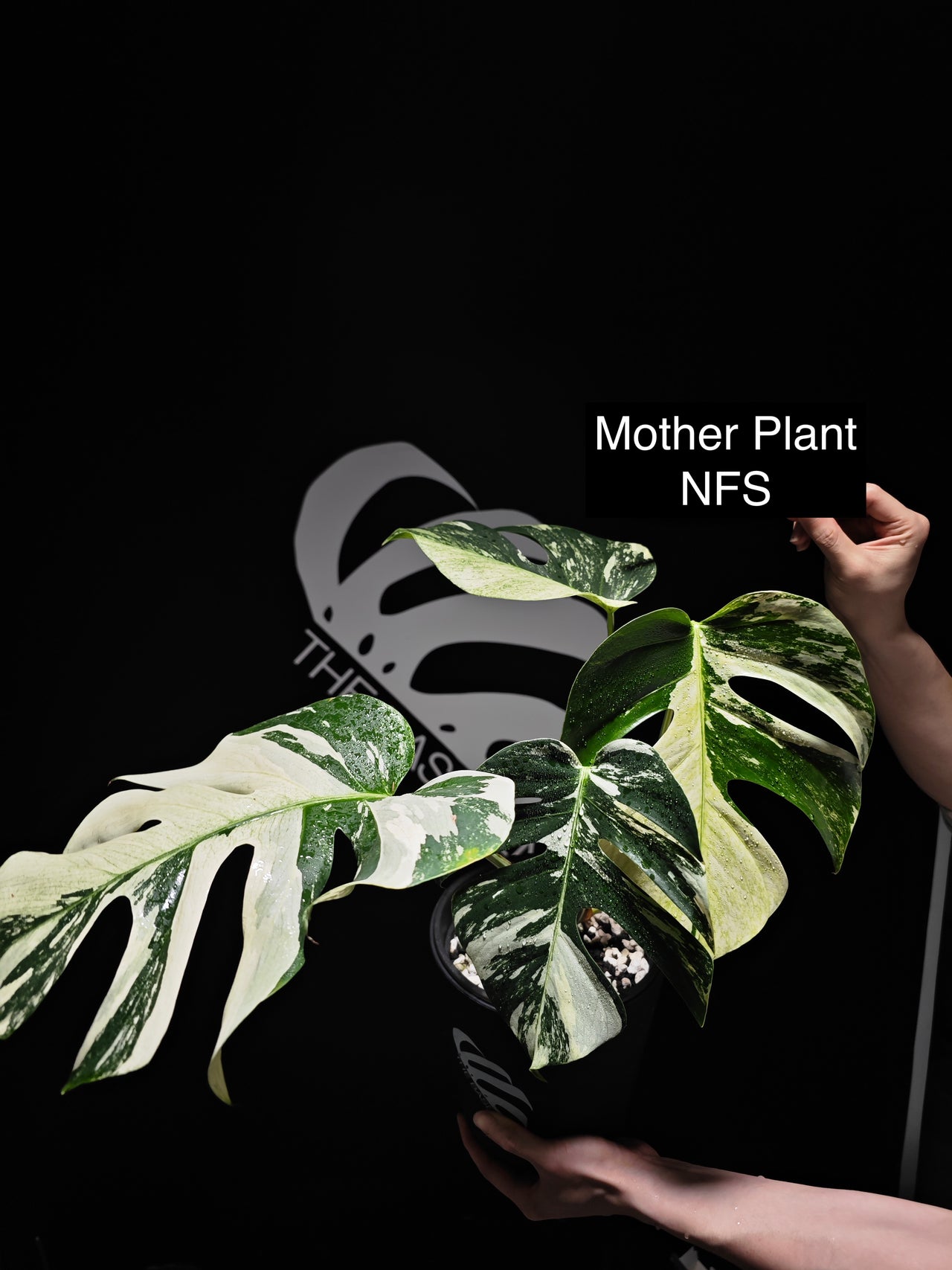 Monstera NOID Mint