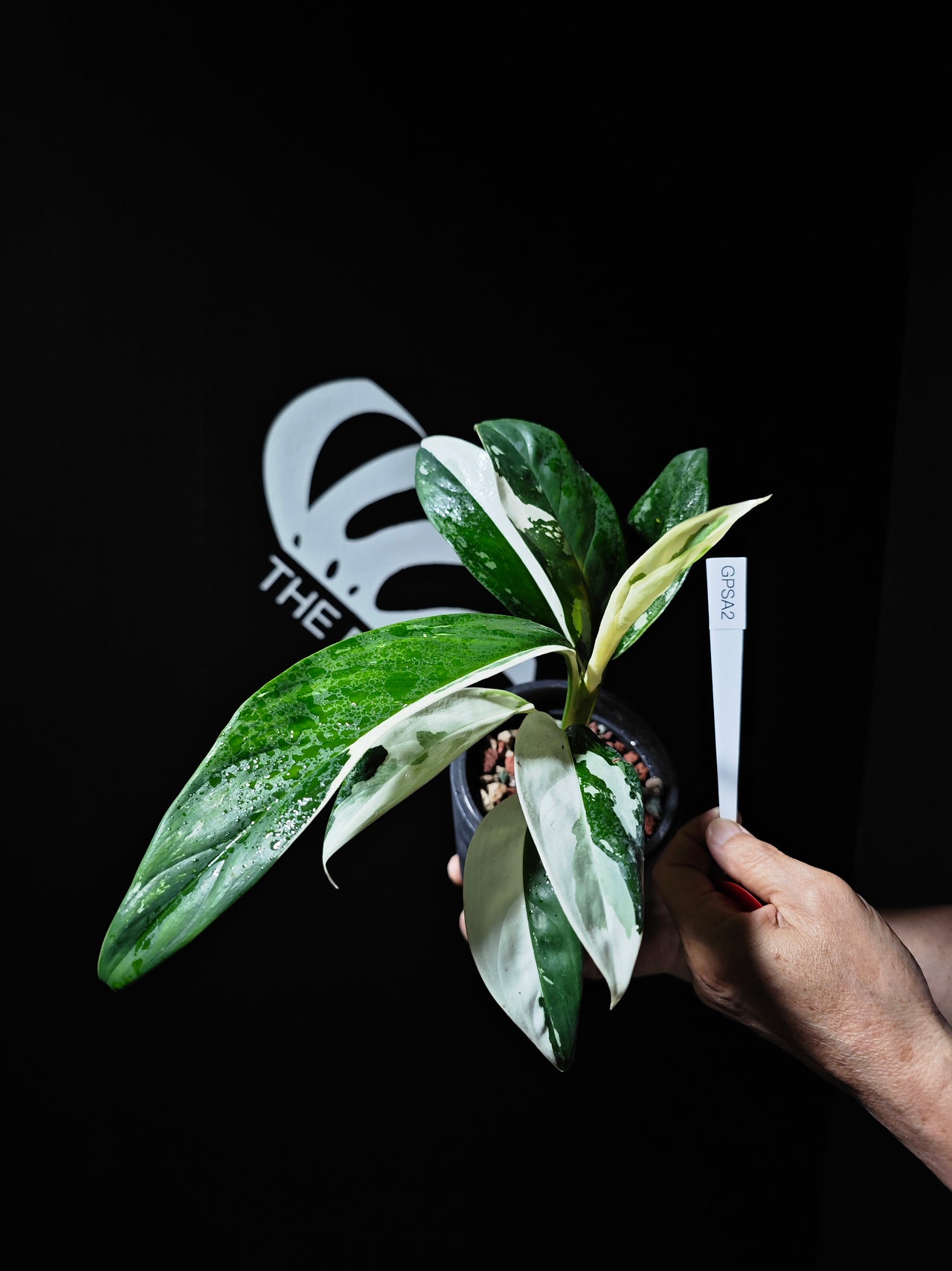 Aglaonema Petch Suphan - thebasements.us