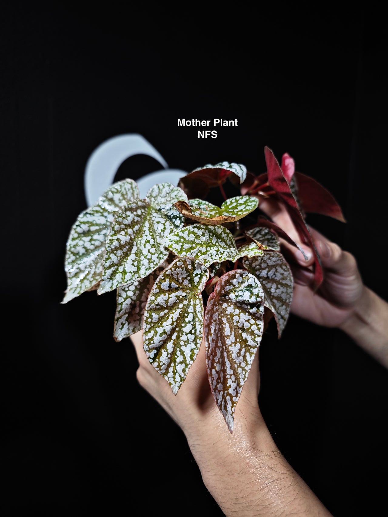 Begonia Snow Capped Variegated - thebasements.us