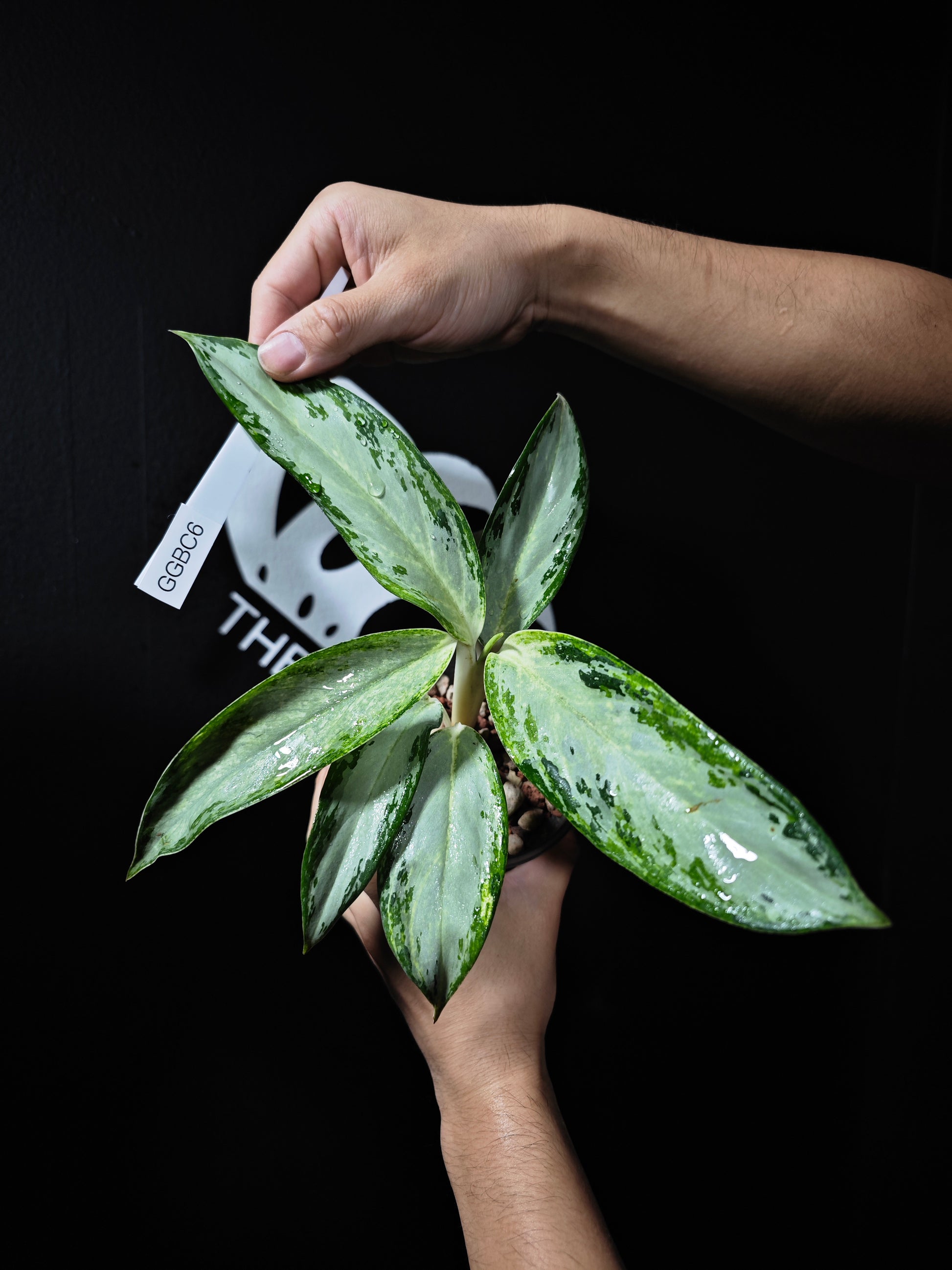 Aglaonema Golden Bay Variegated - thebasements.us