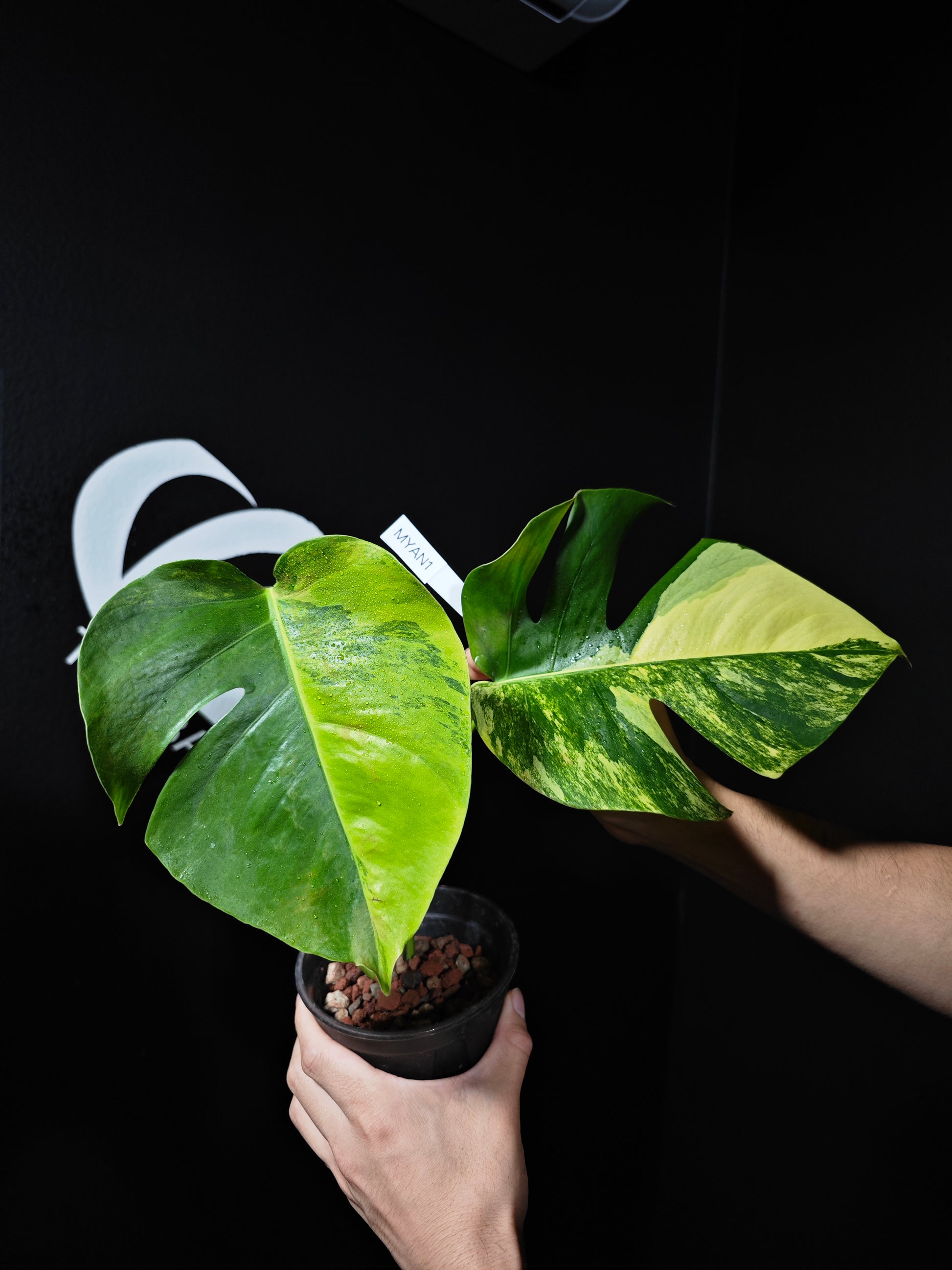 Monstera Borsigiana Aurea - thebasements.us