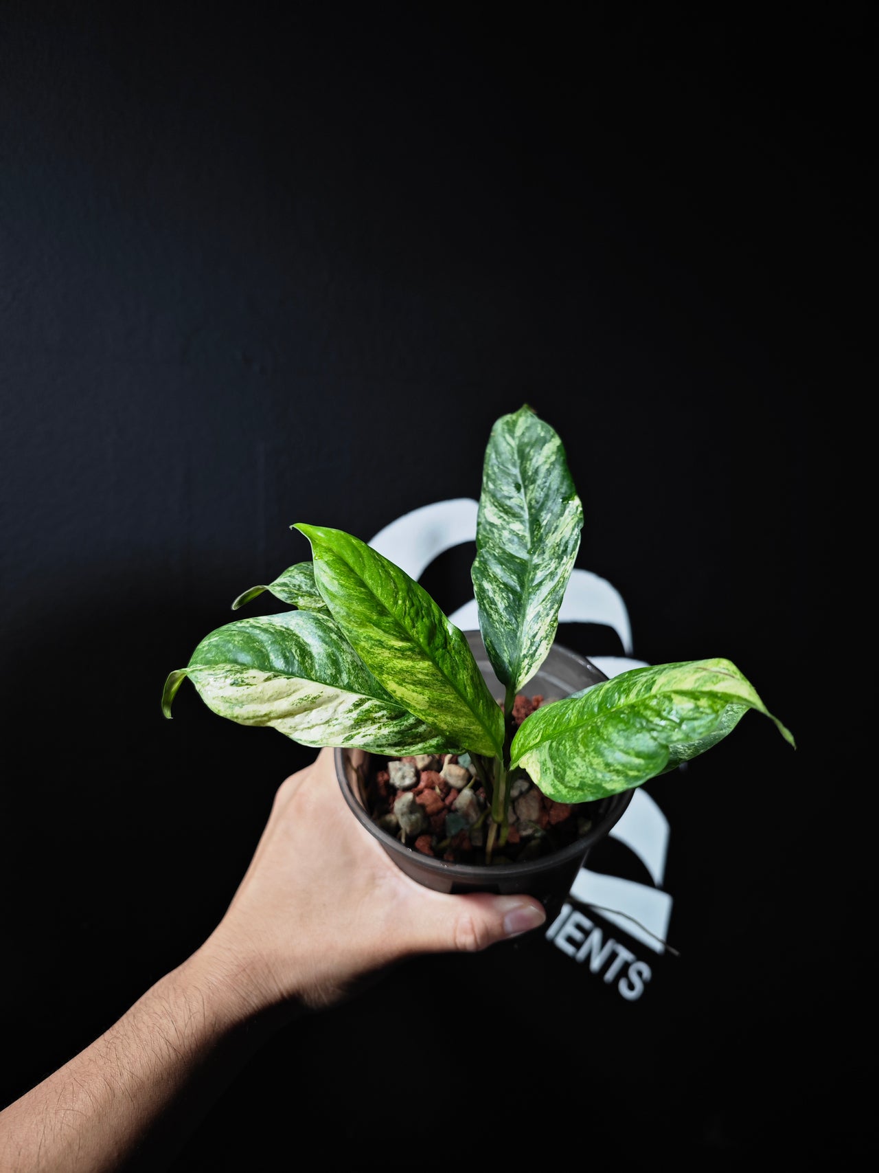 Monstera Lechleriana Albo - thebasements.us