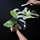 Monstera Green Snow - thebasements.us