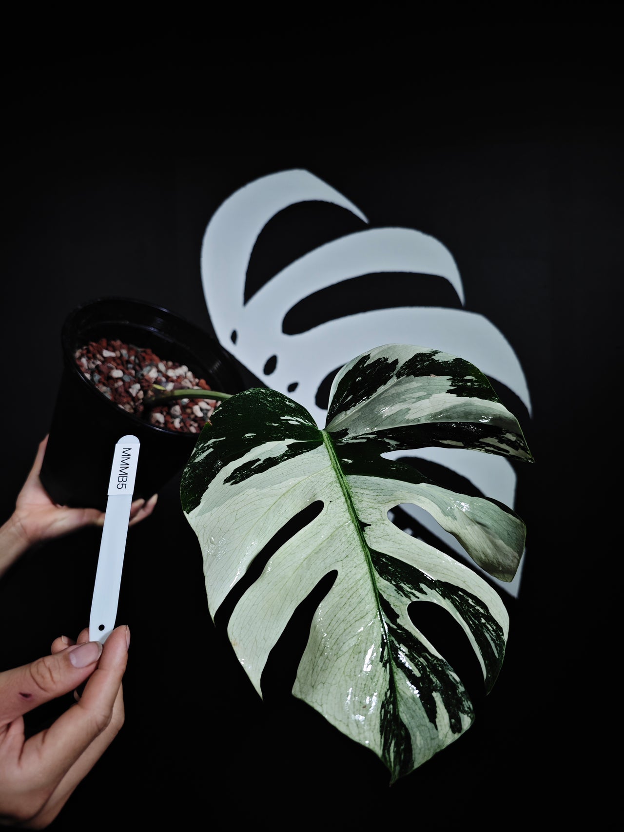 Monstera NOID Mint