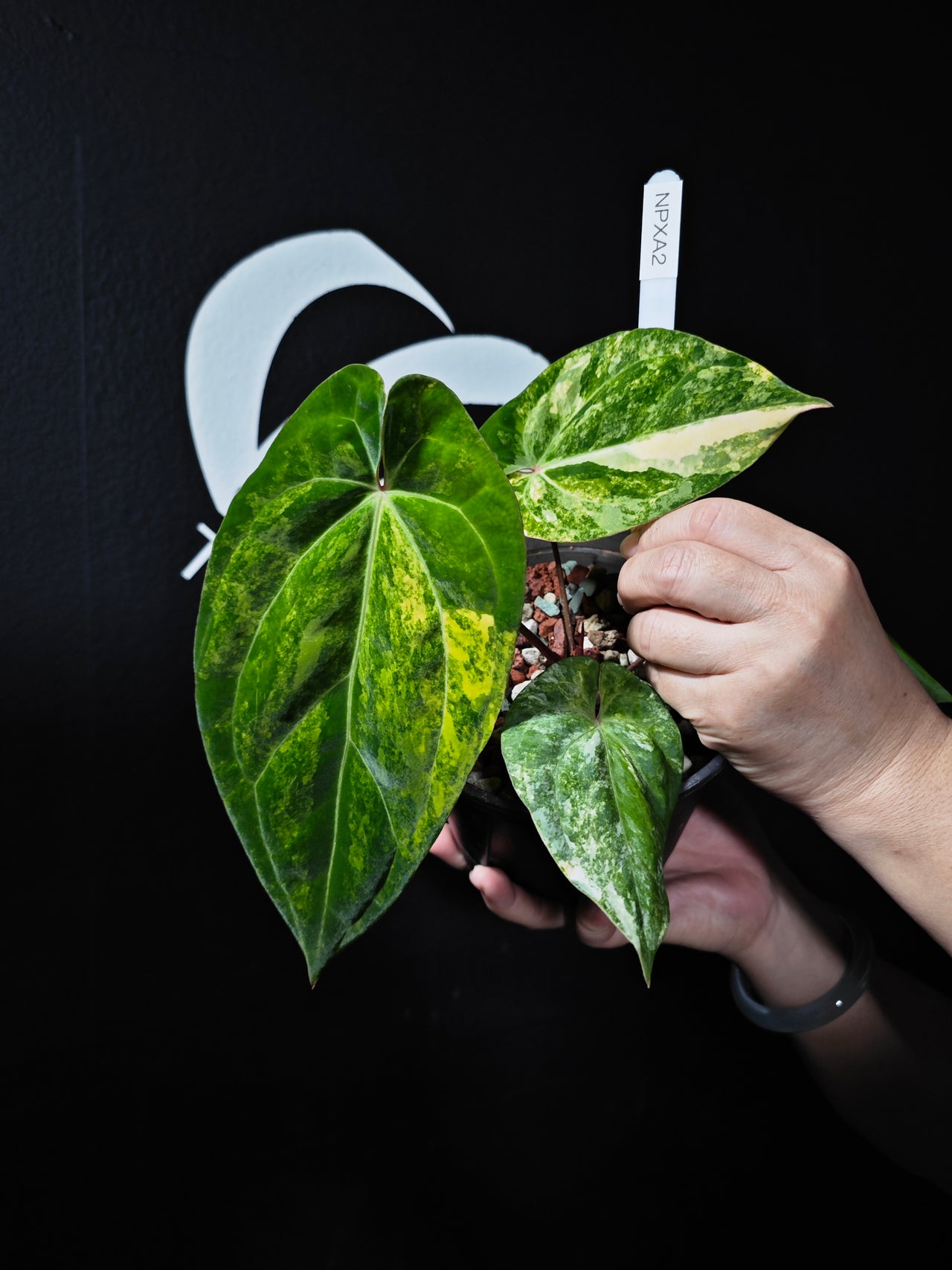 Anthurium Papillilaminum Variegated - thebasements.us