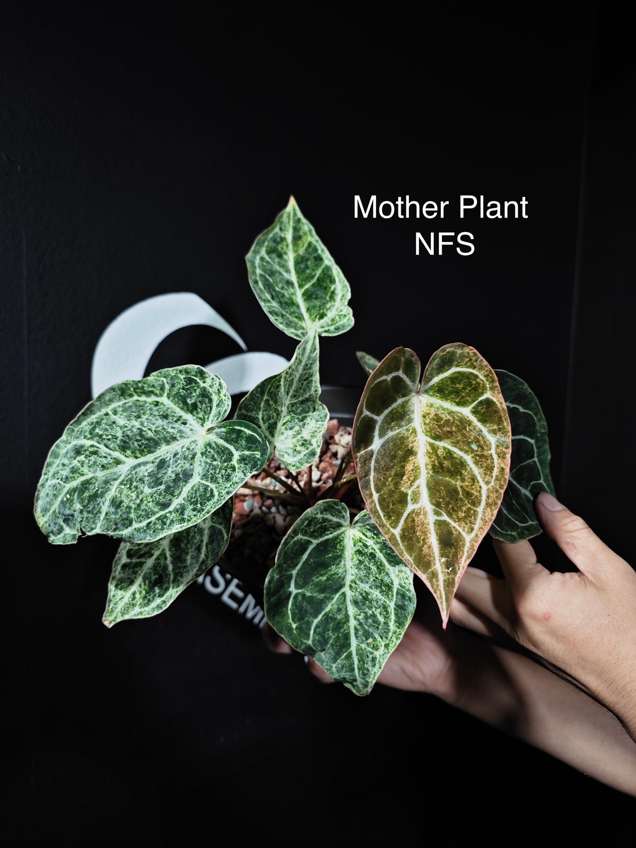 Anthurium Crystallinum Spider Variegated