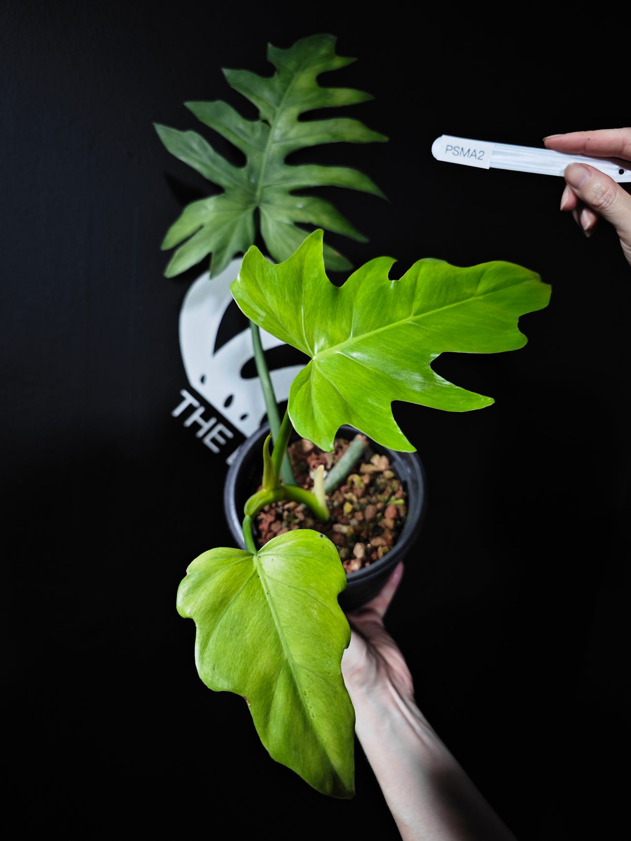 Philodendron Radiatum Mint variegated