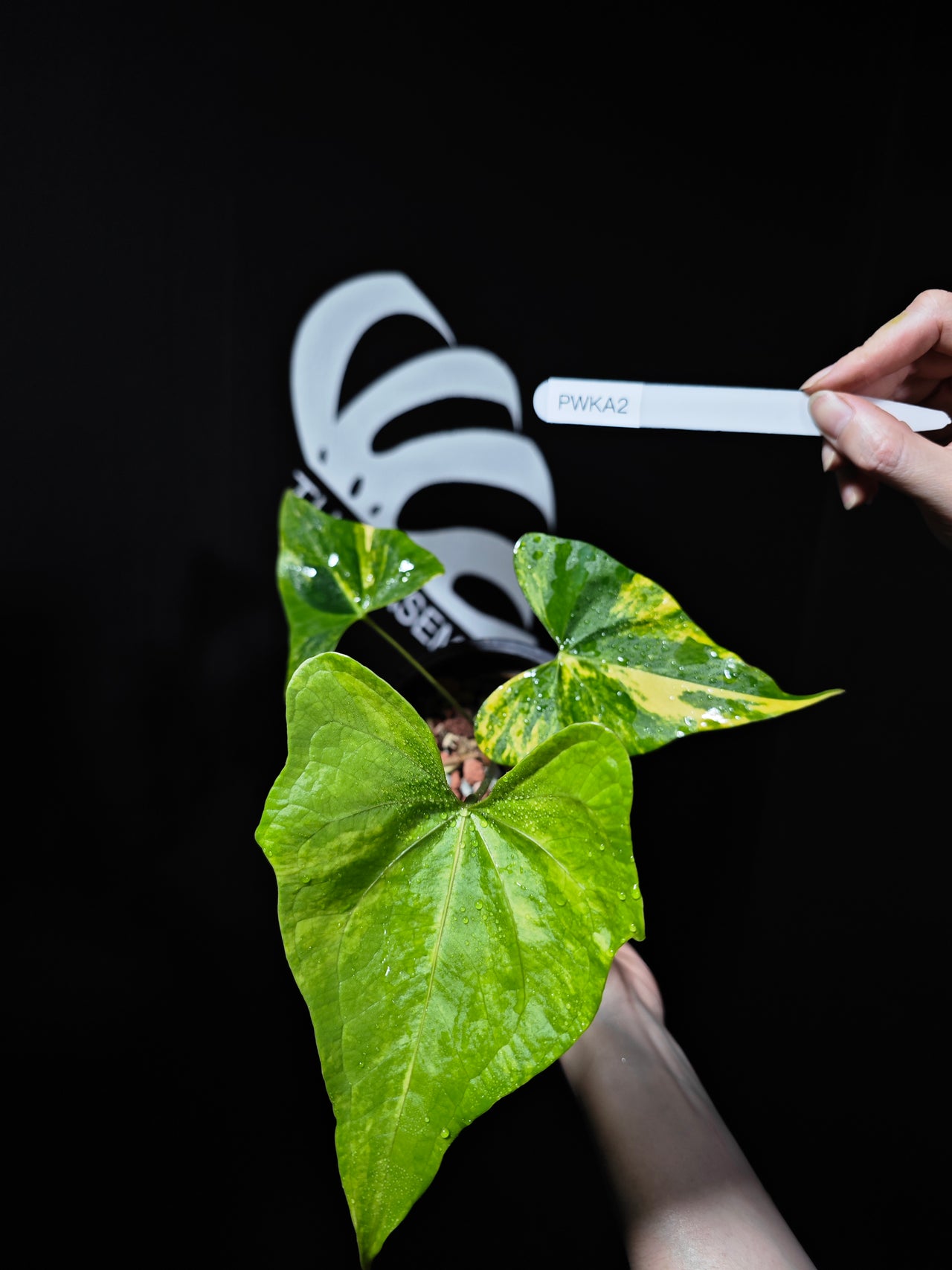 Anthurium Pterodactyl Variegated