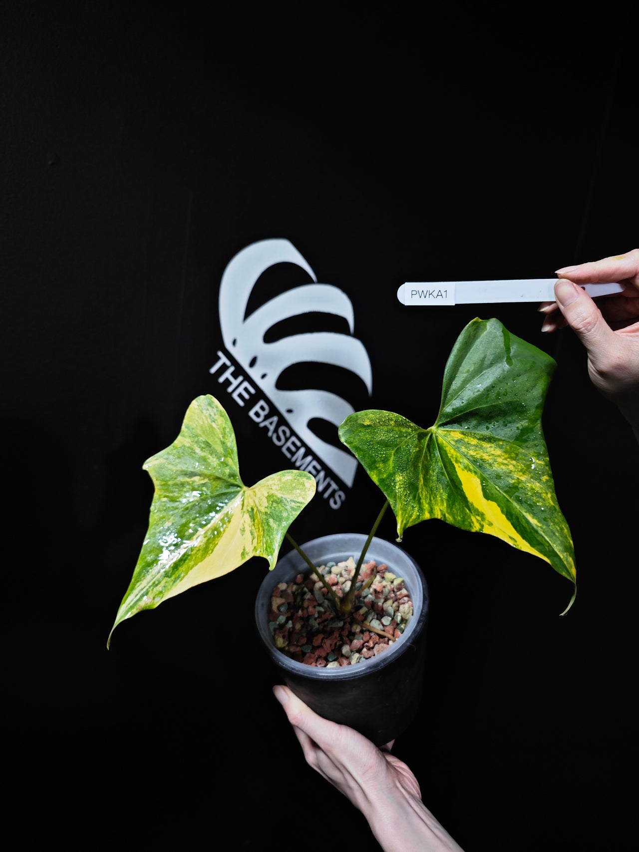 Anthurium Pterodactyl Variegated