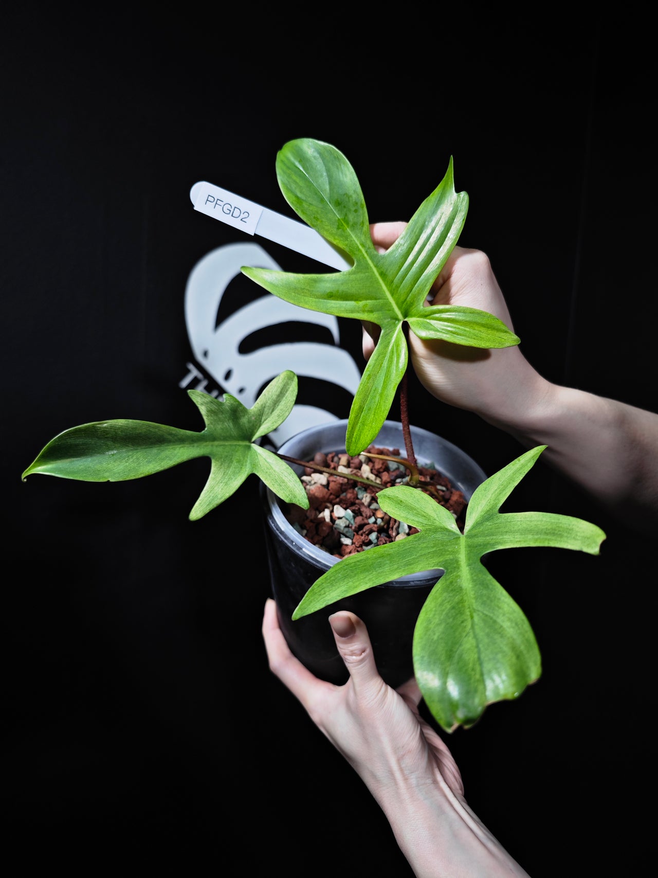 Philodendron Florida Ghost