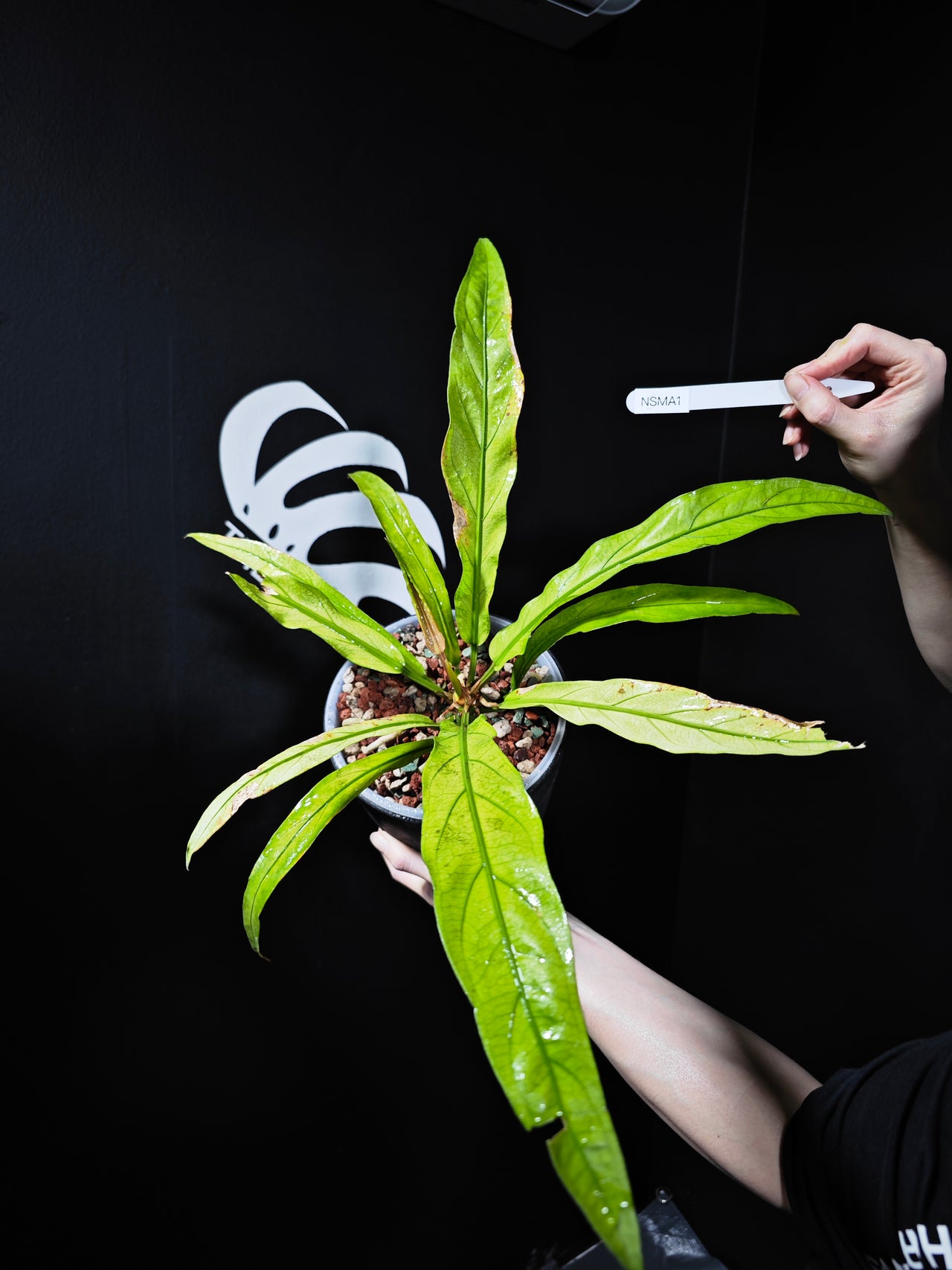 Anthurium Scorpiones Mint Variegated