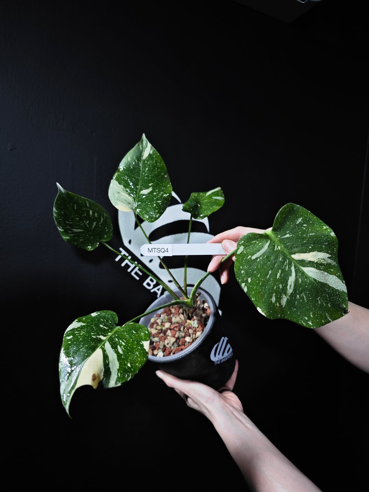 Monstera Thai Constellation