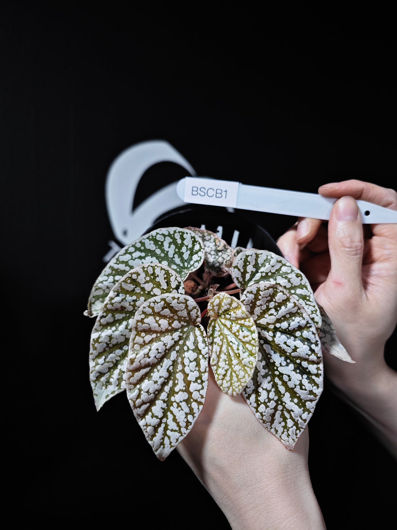 Begonia Snow Capped Variegated - thebasements.us