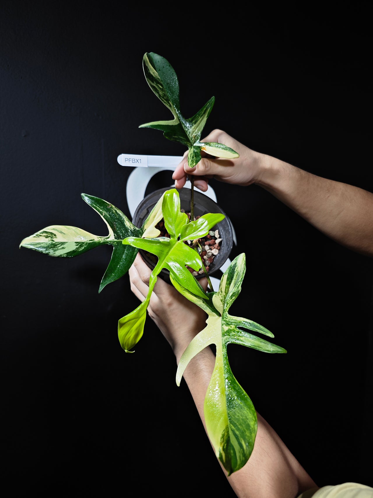 Philodendron Florida Beauty Variegated