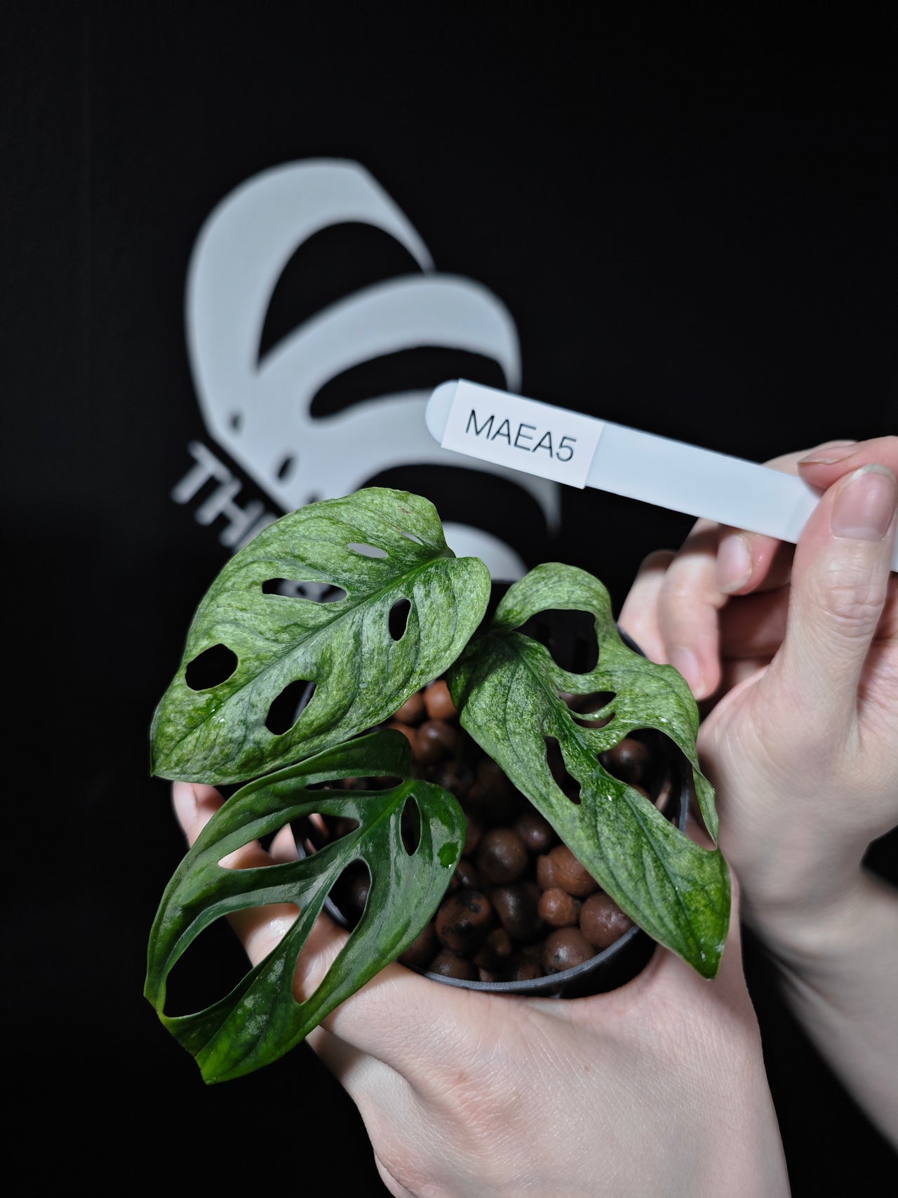 Monstera Adansonii European Mint EU From