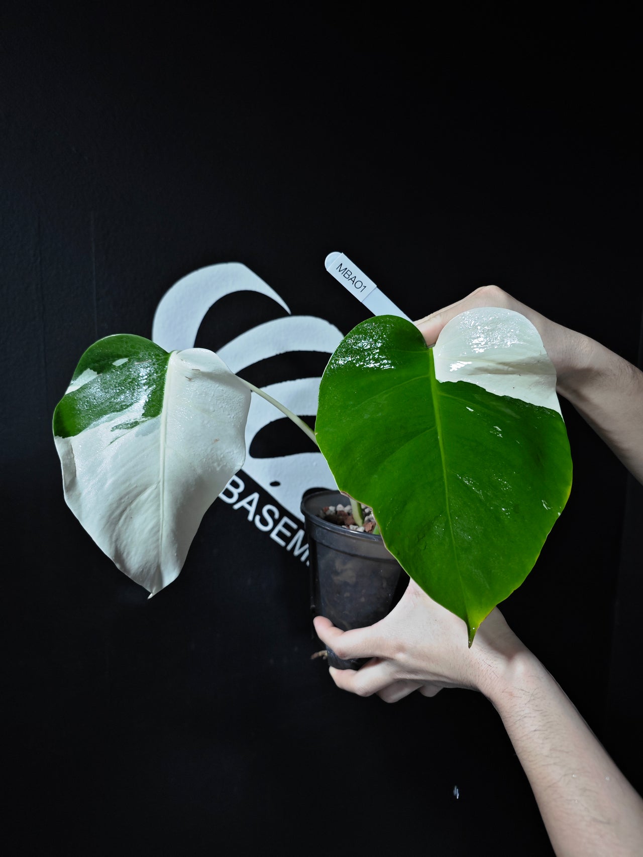 Monstera Borsigiana Albo - thebasements.us