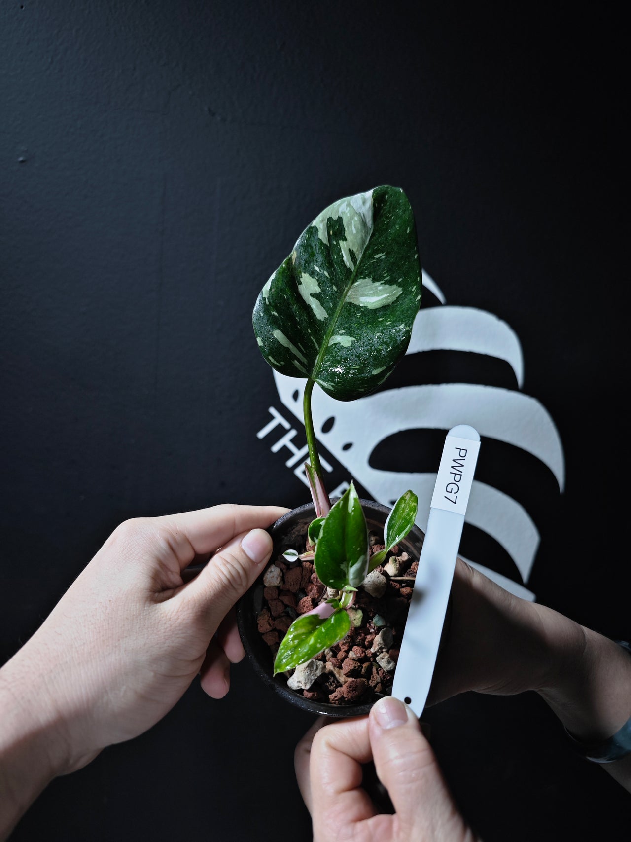 Philodendron White Princess Cutting from Tricolor Mother - thebasements.us