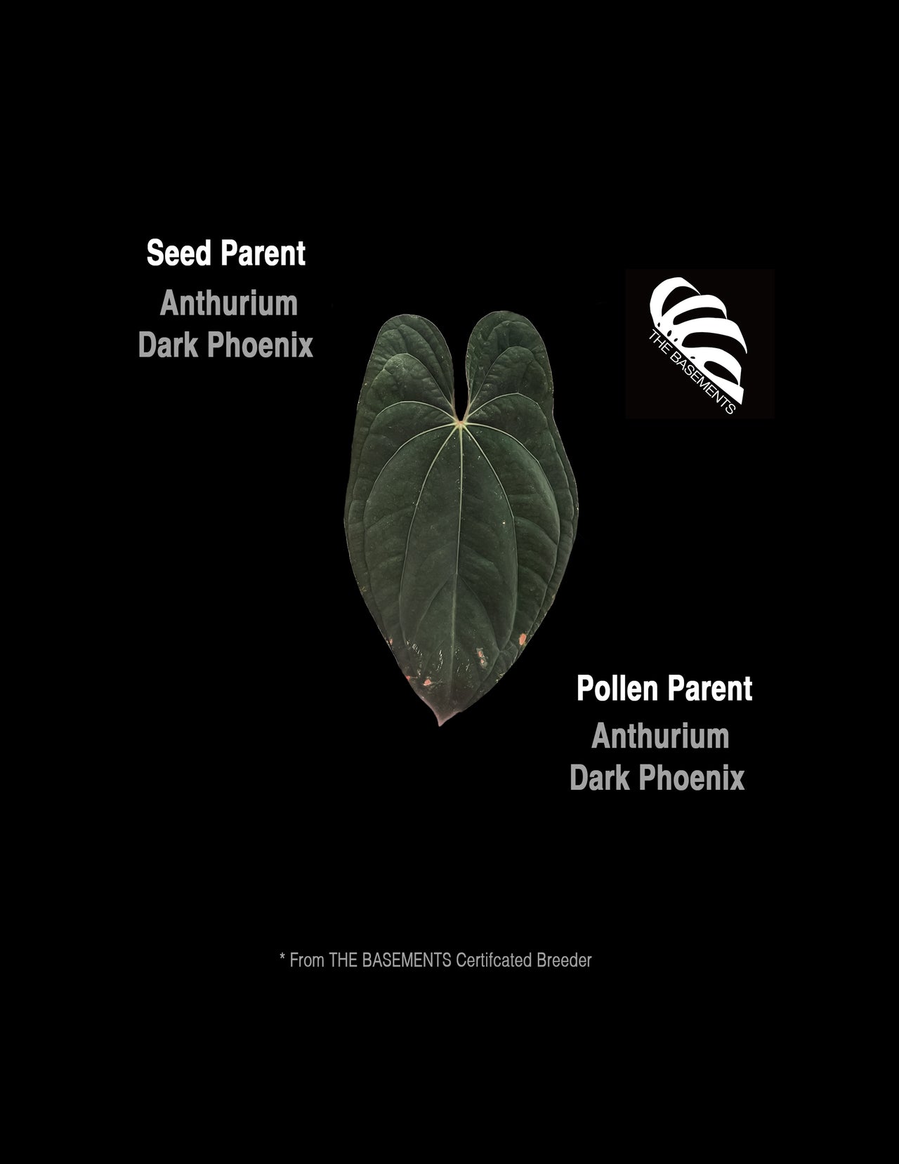 Anthurium Dark Phoenix Self Seedings - thebasements.us