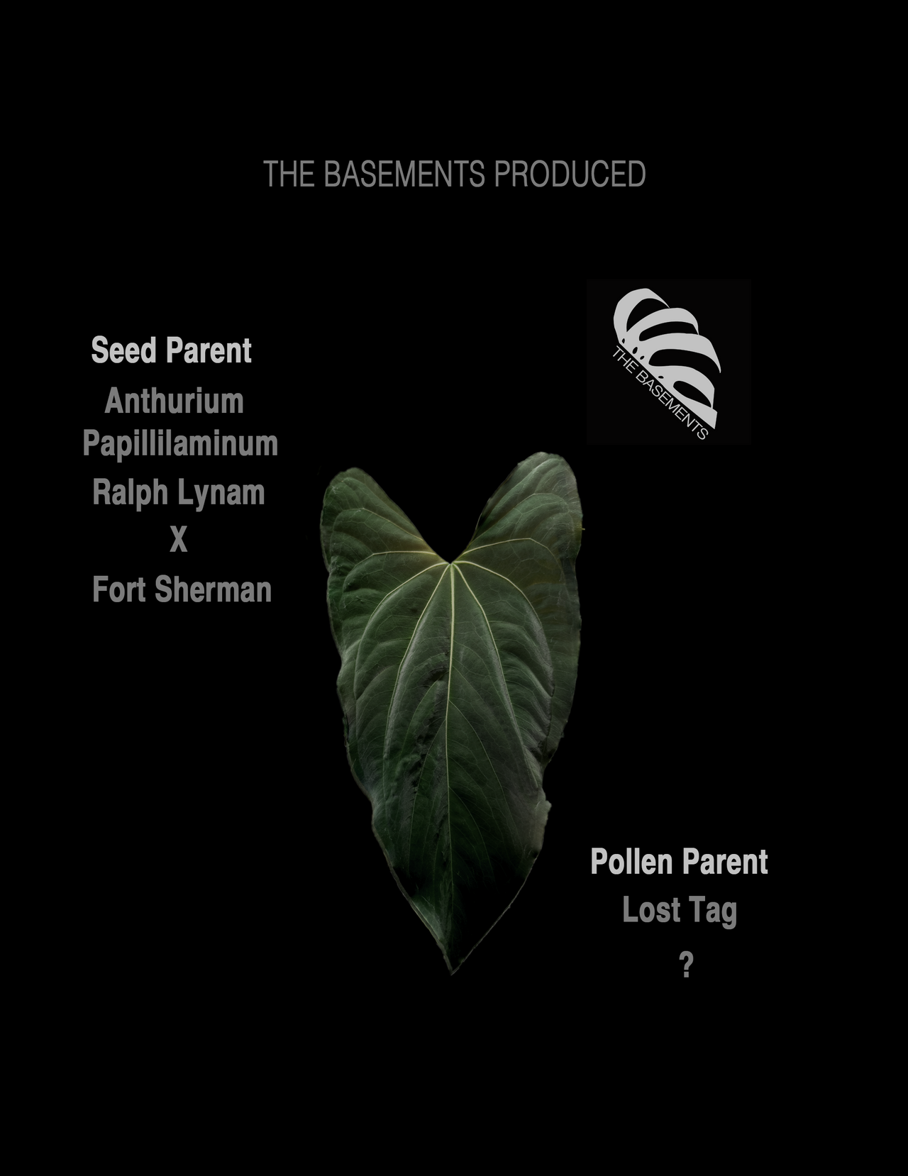 Anthurium  Papilliaminum RL FS X Seedings - thebasements.us