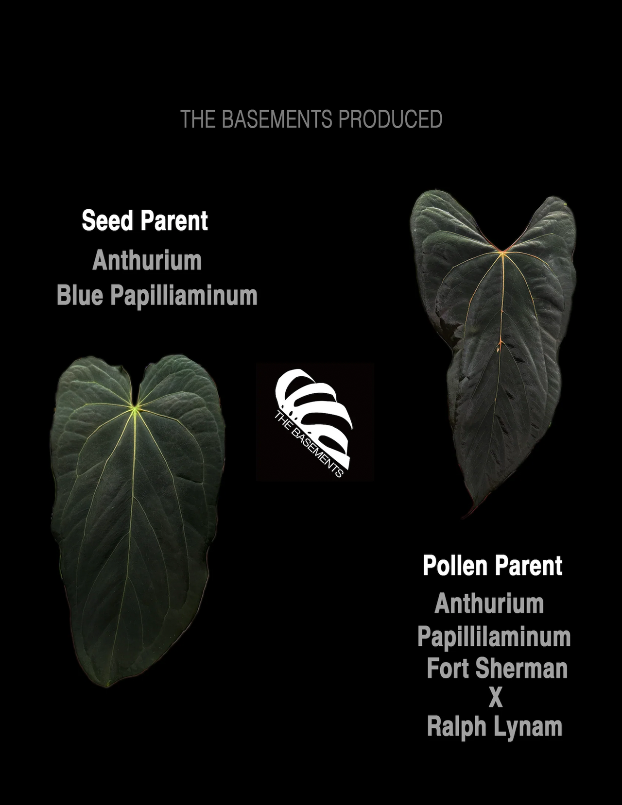 Anthurium Blue Papilliaminum x Papilliaminum FSRL Seedings - thebasements.us