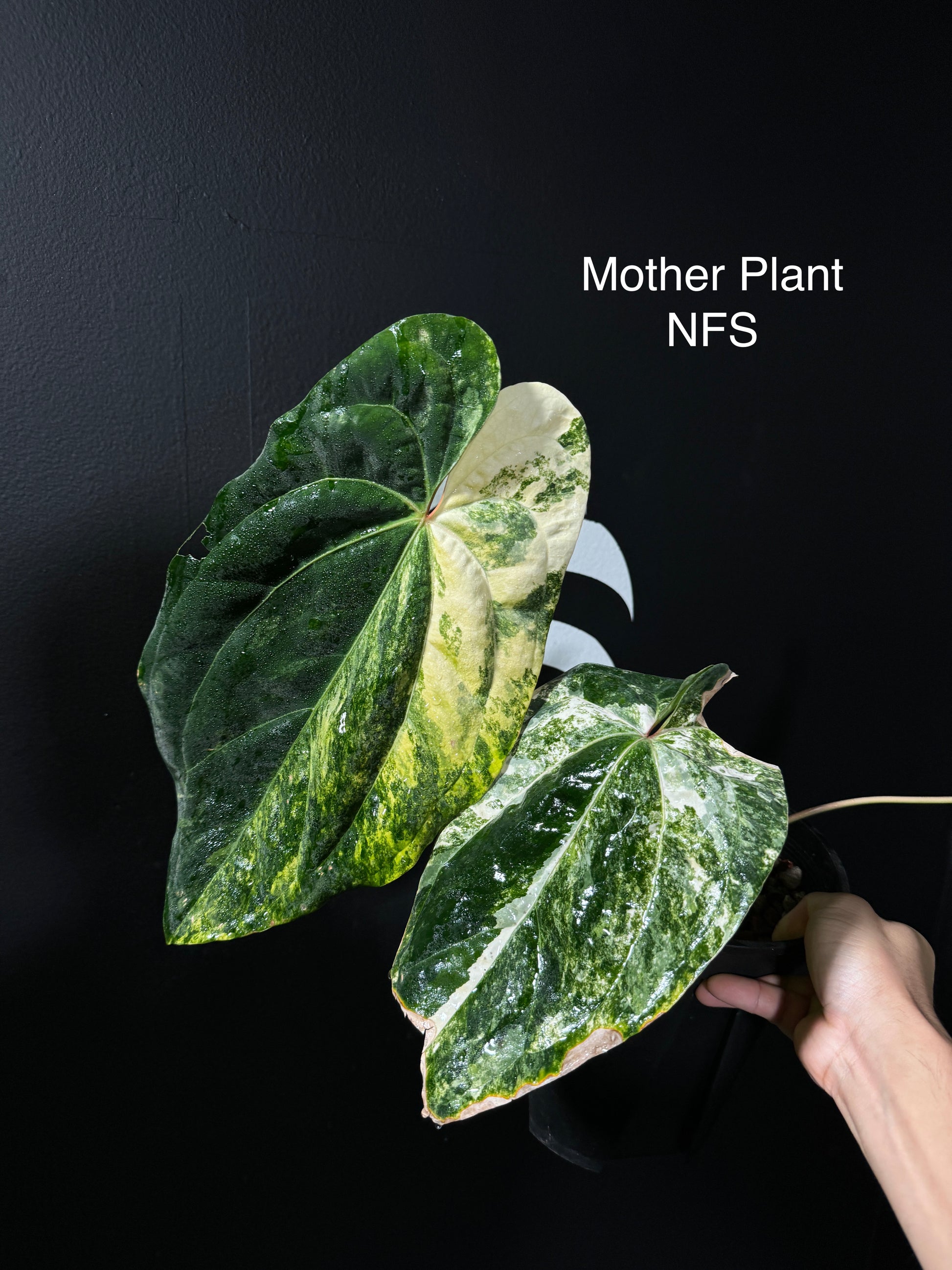 Anthurium Papillilaminum Variegated - thebasements.us