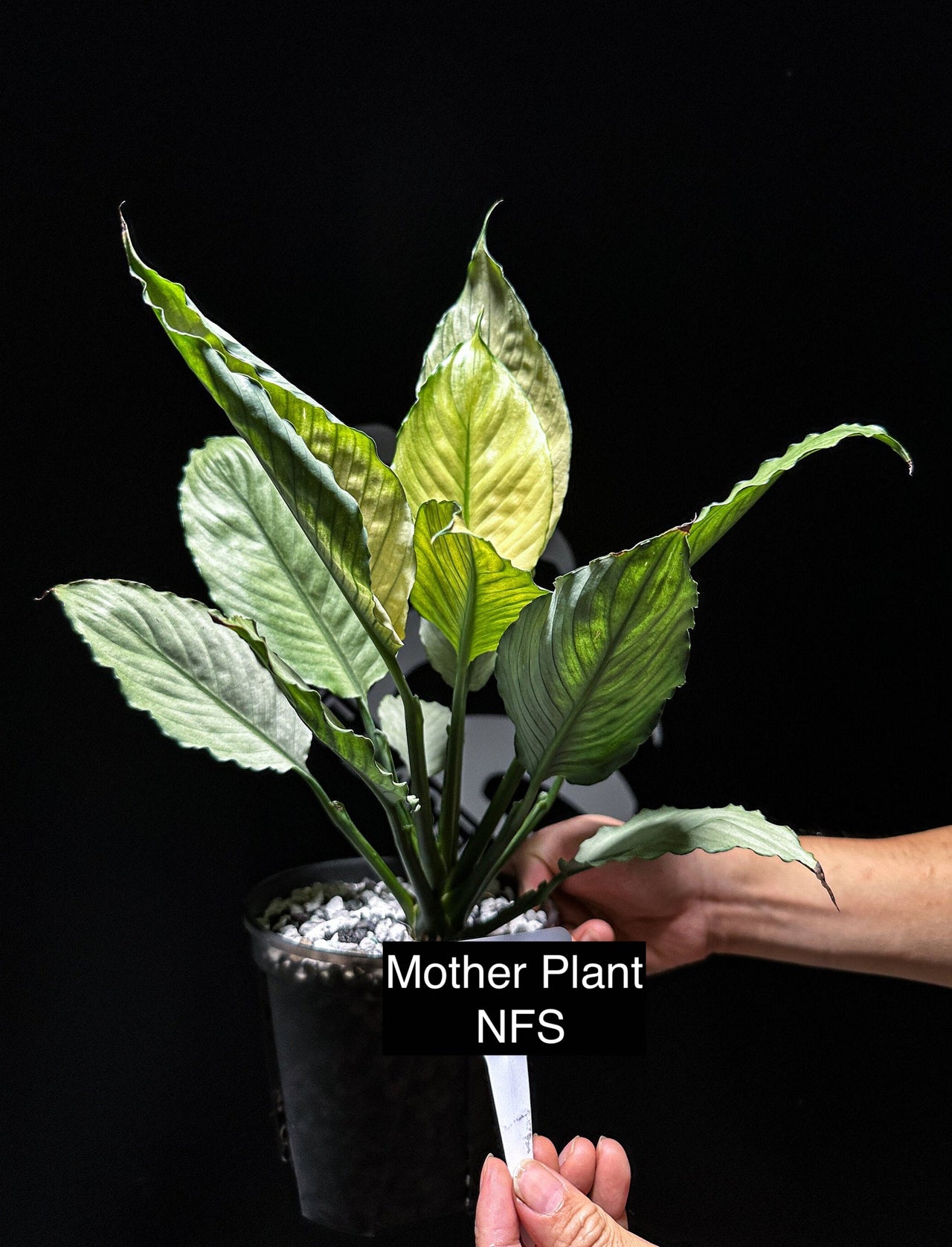 Spathiphyllum Sensation Mint Variegated