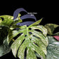 Monstera Green Snow - thebasements.us