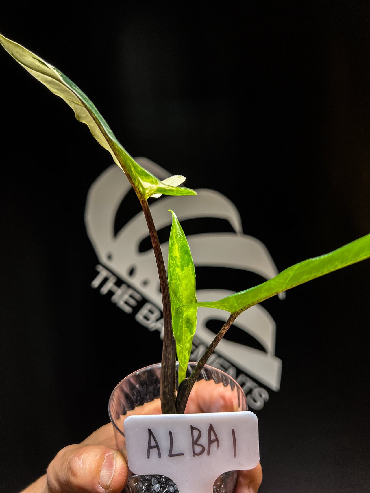 Alocasia Lauterbachiana Variegated - thebasements.us