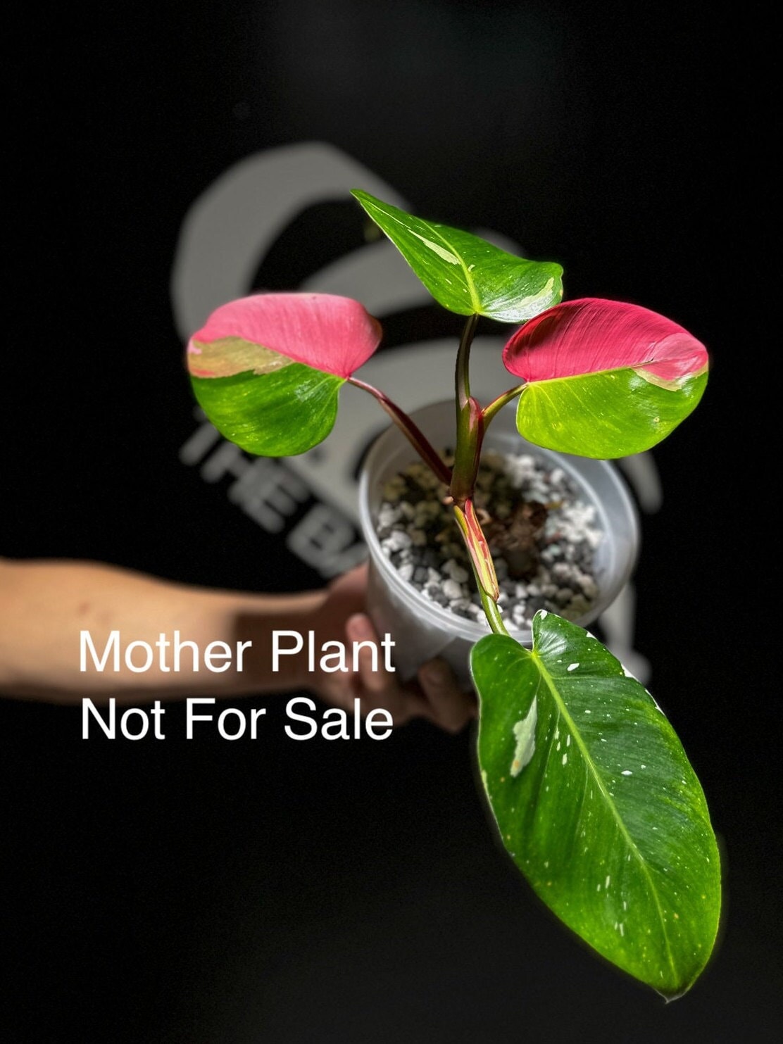 Philodendron White Princess Cutting from Tricolor Mother - thebasements.us