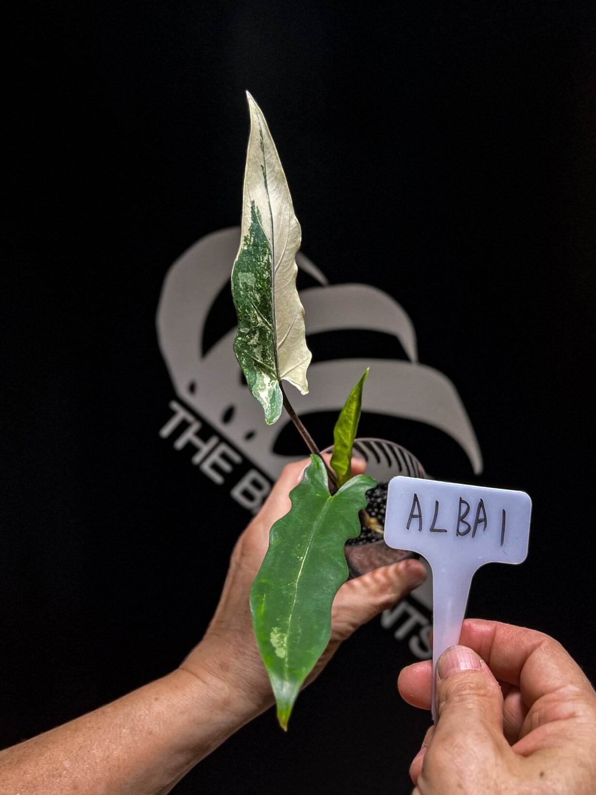 Alocasia Lauterbachiana Variegated - thebasements.us