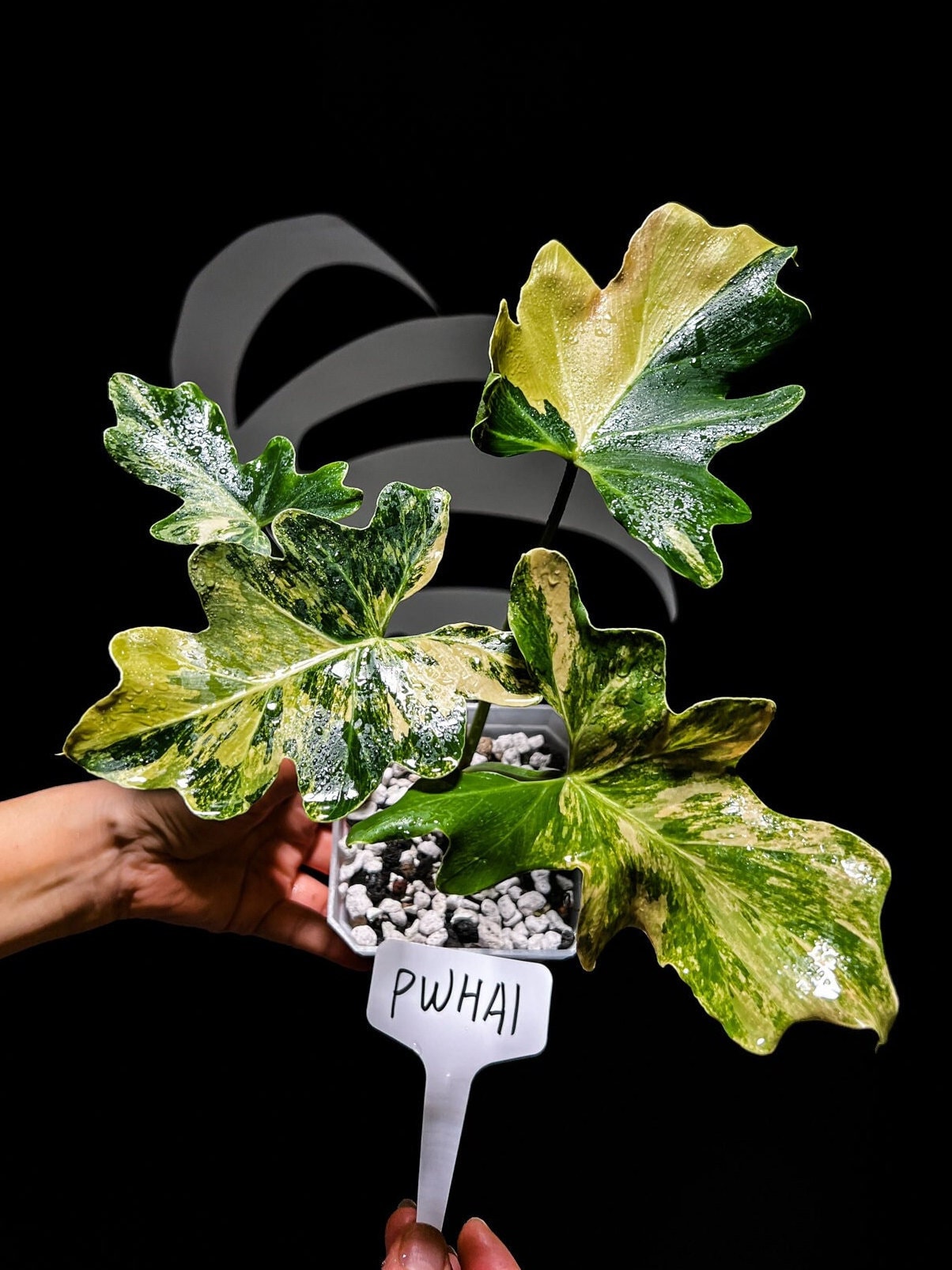 Philodendron Williamsii Hybrid Variegated - thebasements.us