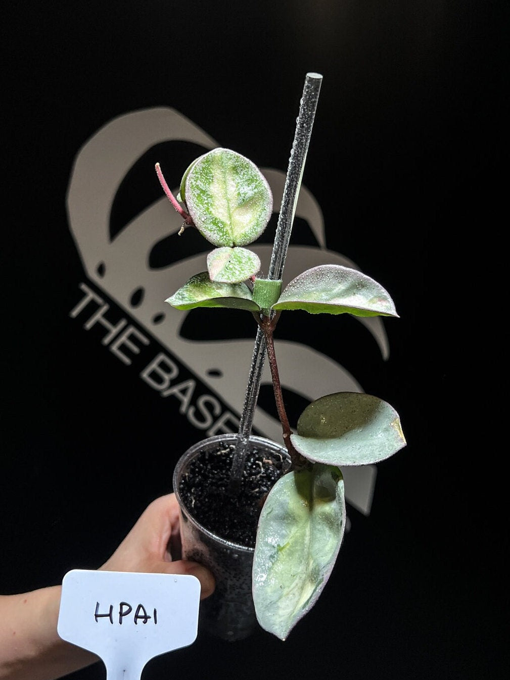 Hoya Argentea Princess - thebasements.us