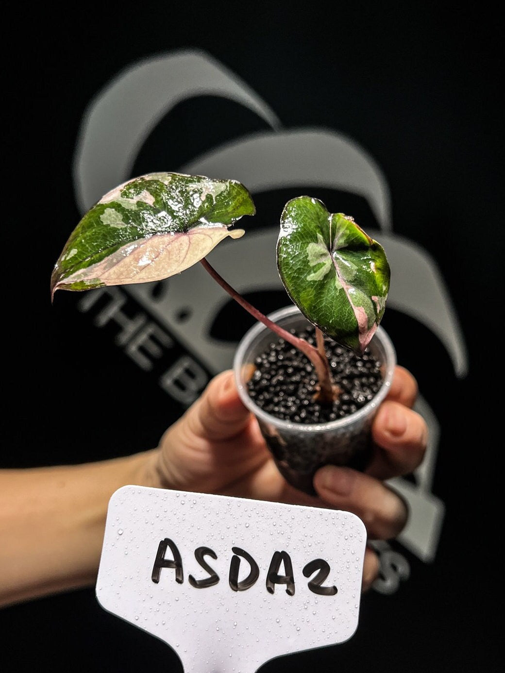 Alocasia Serendipity Variegated - thebasements.us