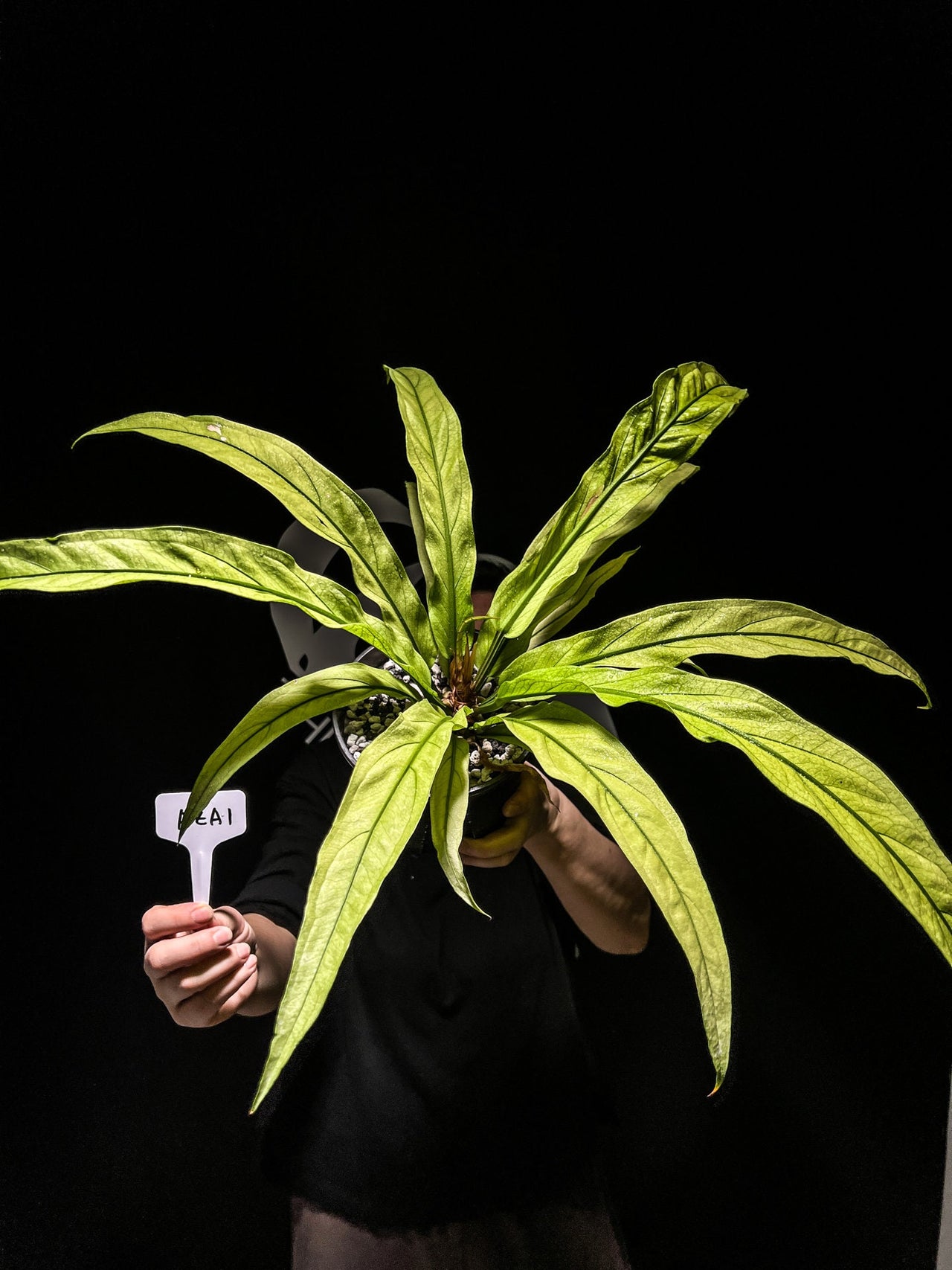 Anthurium Scorpiones Mint Variegated