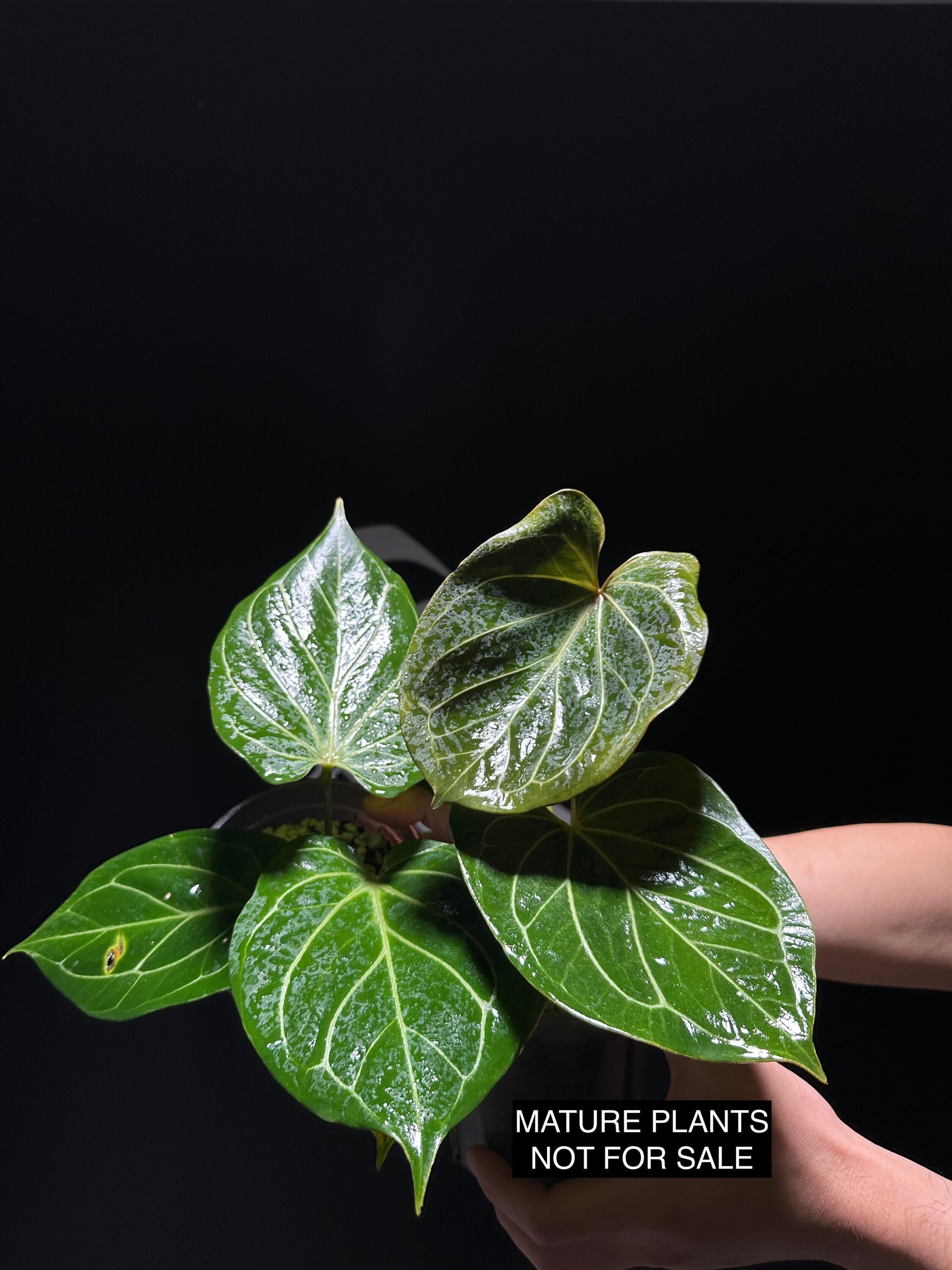 Anthurium King of Spades Mr Hu Seedling - thebasements.us