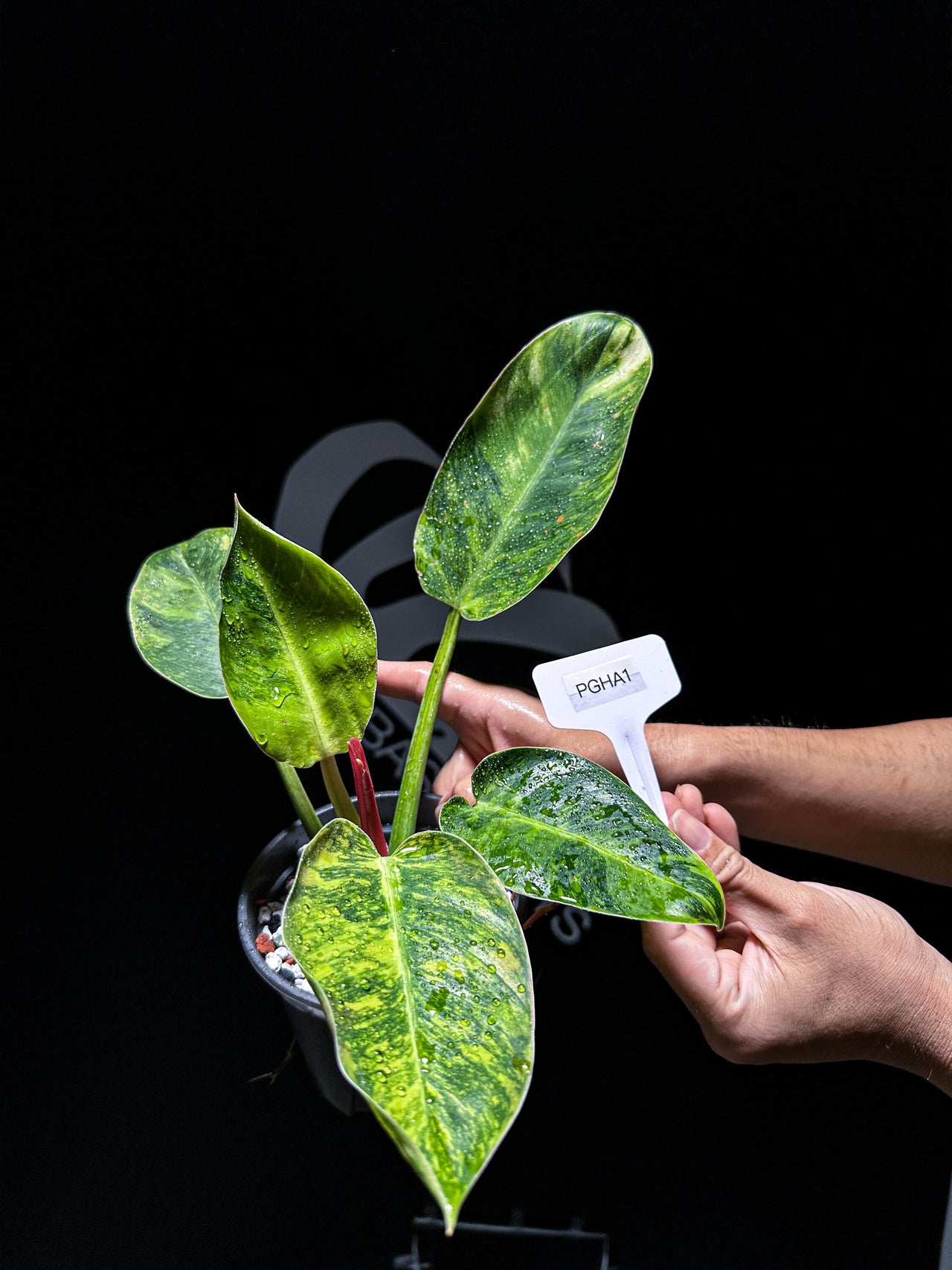 Philodendron Green Congo Hybrid Variegated - thebasements.us