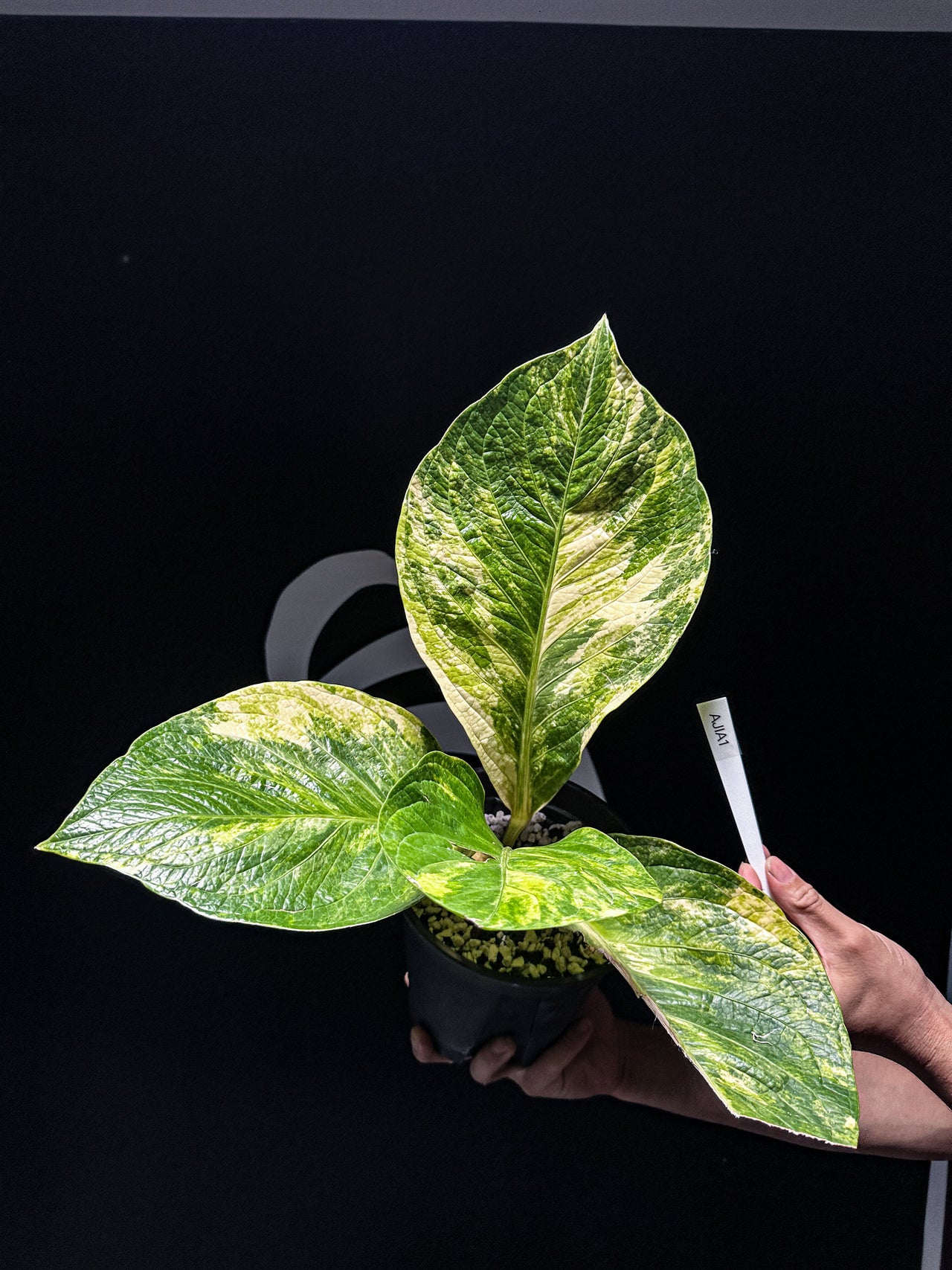 Anthurium Jermanii Variegated - thebasements.us