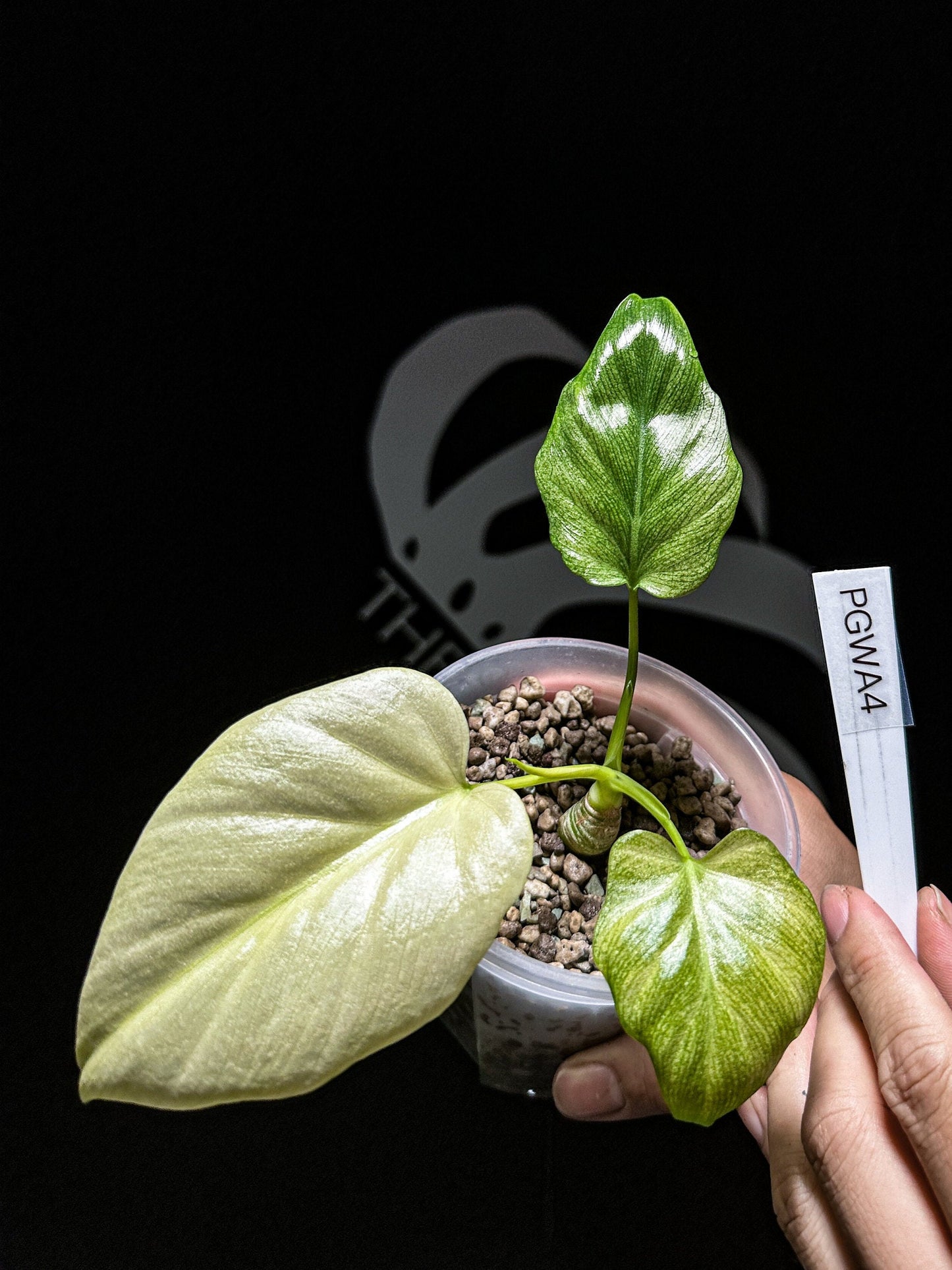 Philodendron Golden Warscewiczii Mint