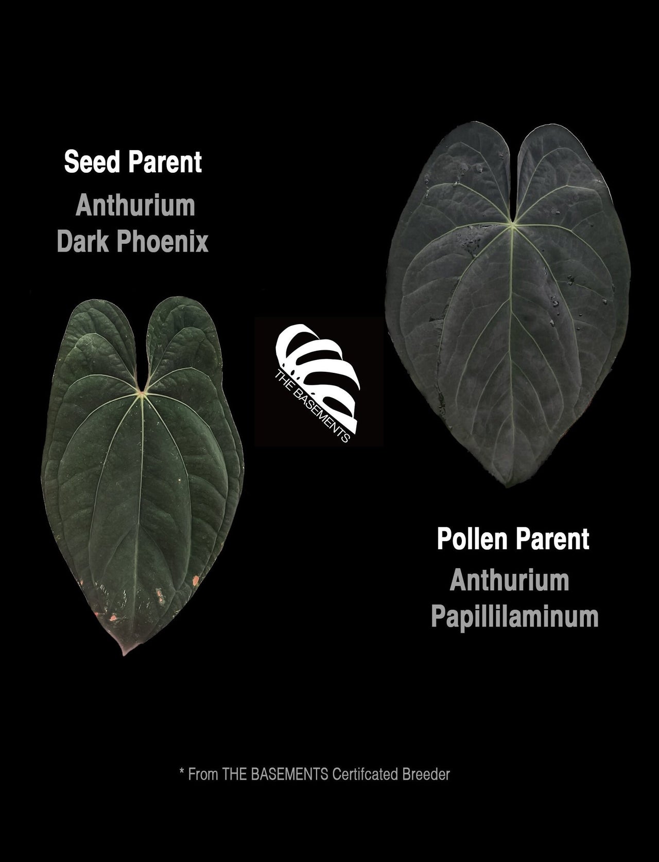 Anthurium Dark Phoenix x Papillilaminum Seedings - thebasements.us