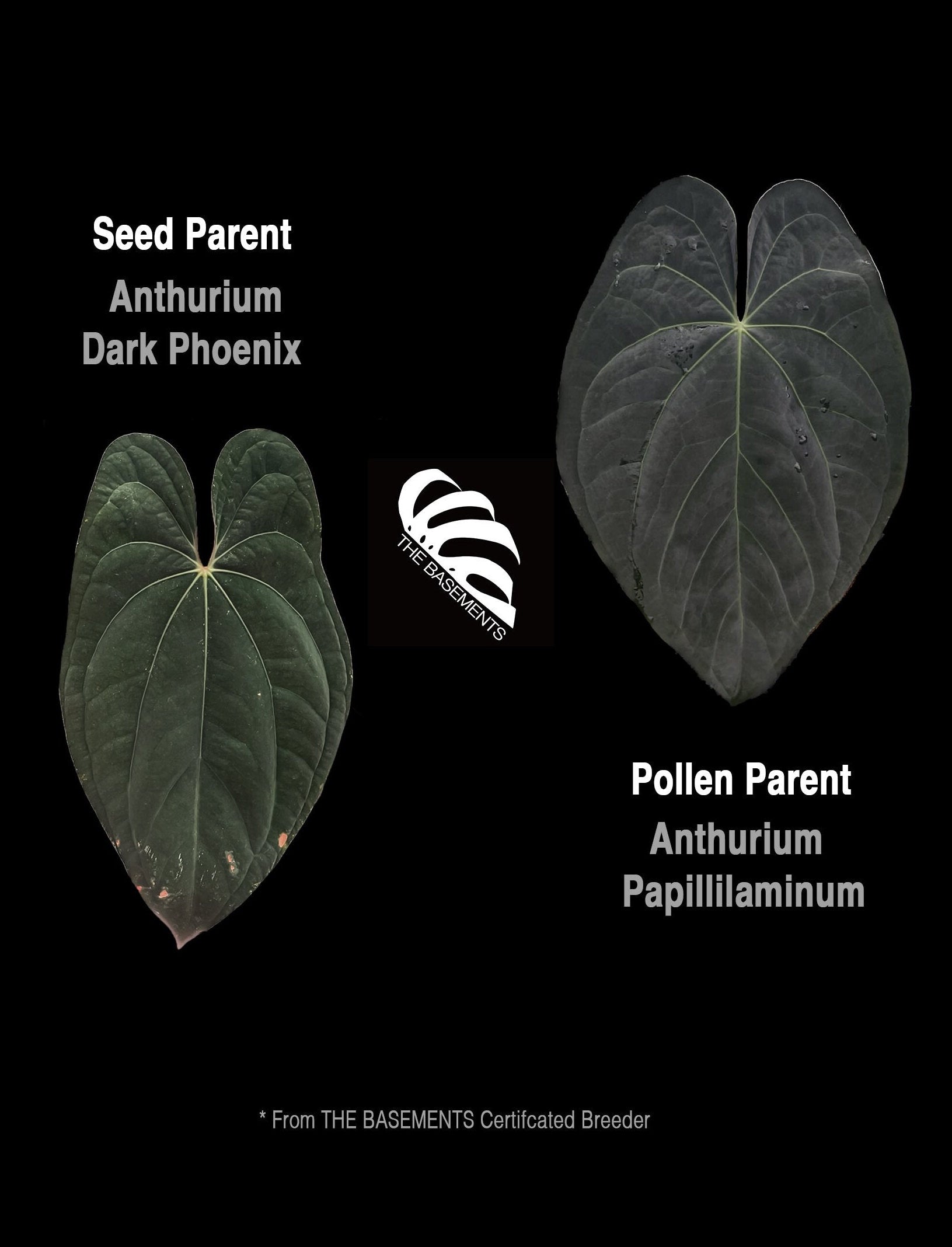 Anthurium Dark Phoenix x Papillilaminum Seedings - thebasements.us