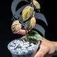 Philodendron Mican Aurea Variegated
