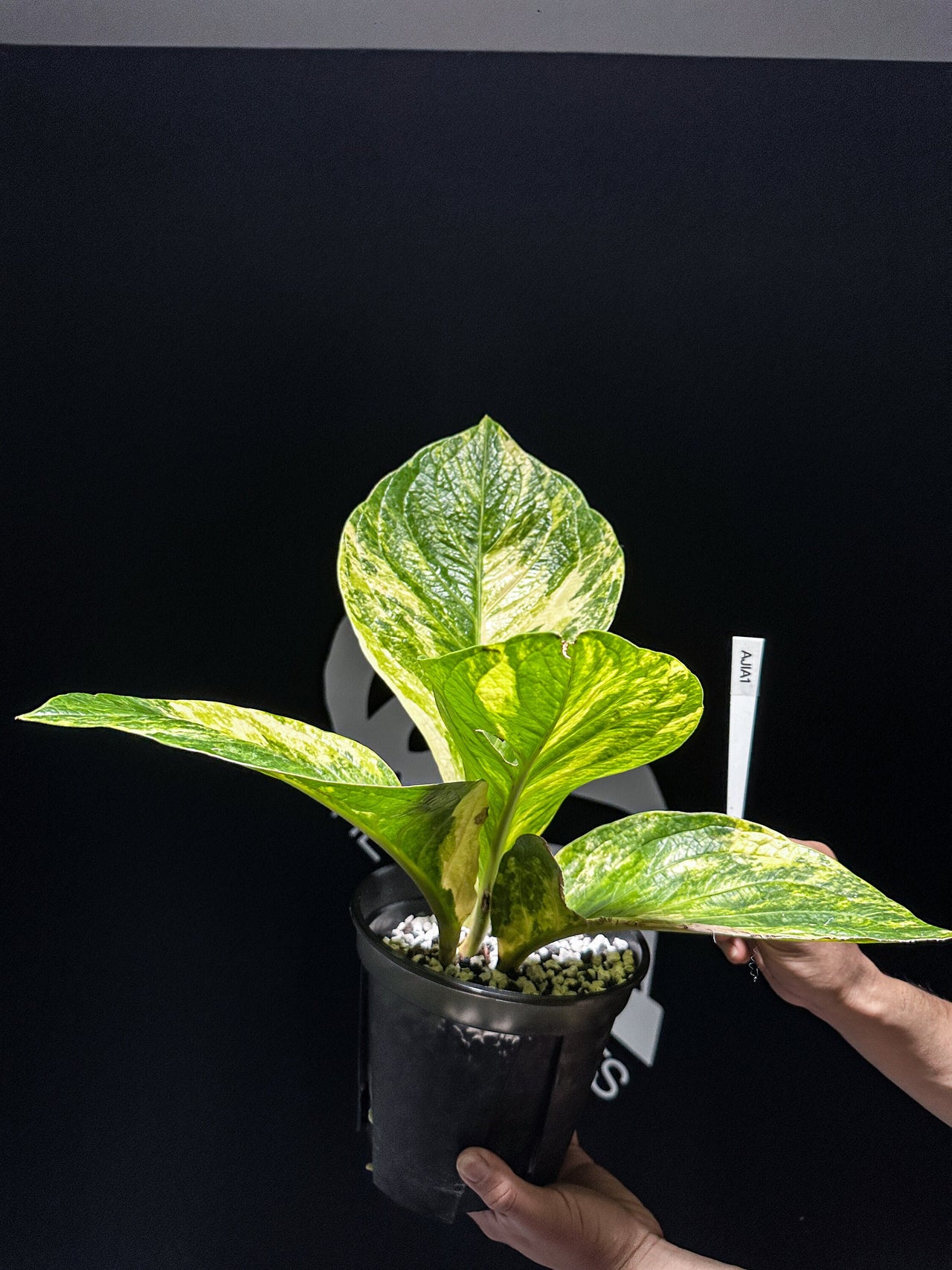 Anthurium Jermanii Variegated - thebasements.us