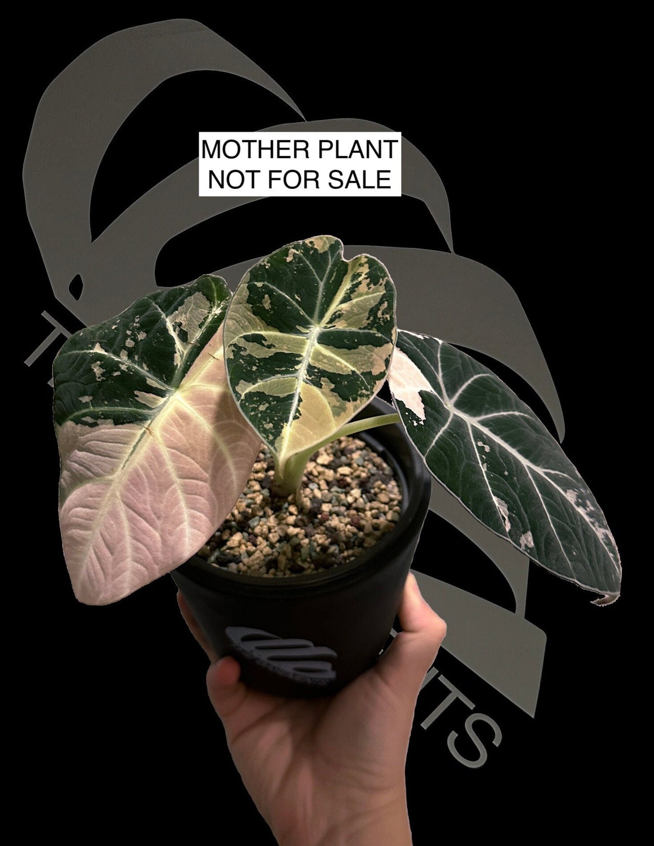 Alocasia Black Velvet Ablo Pink Variegation - thebasements.us