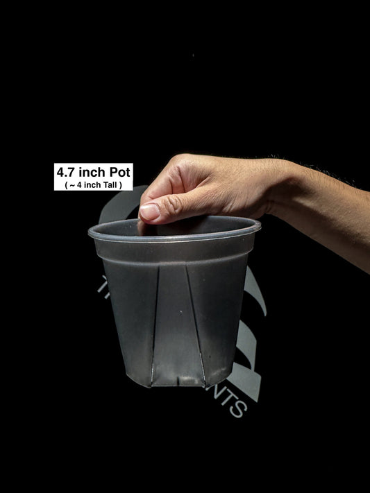 Black Clear Plastic Pot ( 4.7 / 5.9 / 7.0 inch ) The Basements LLC