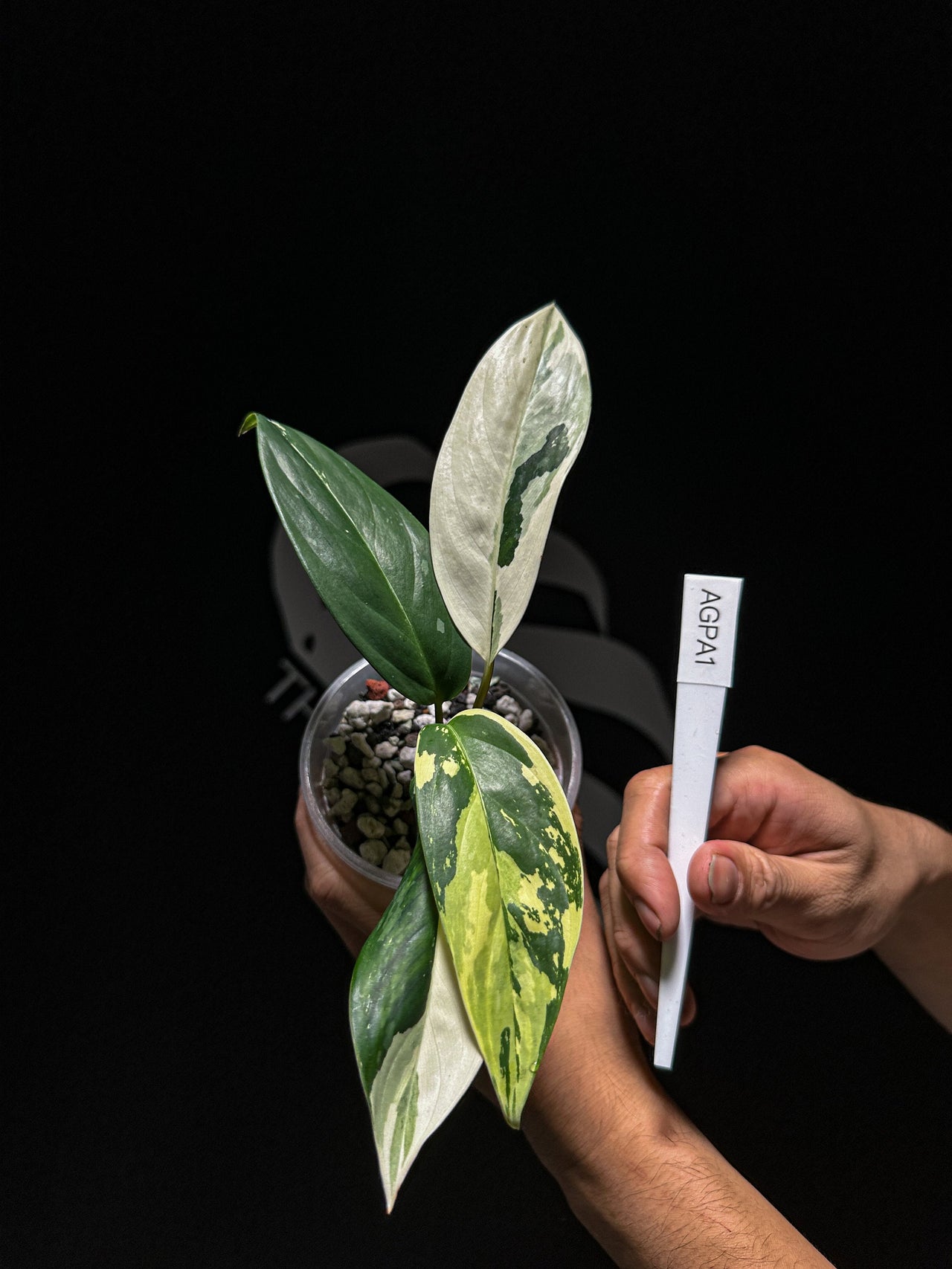 Aglaonema Petch Suphan - thebasements.us