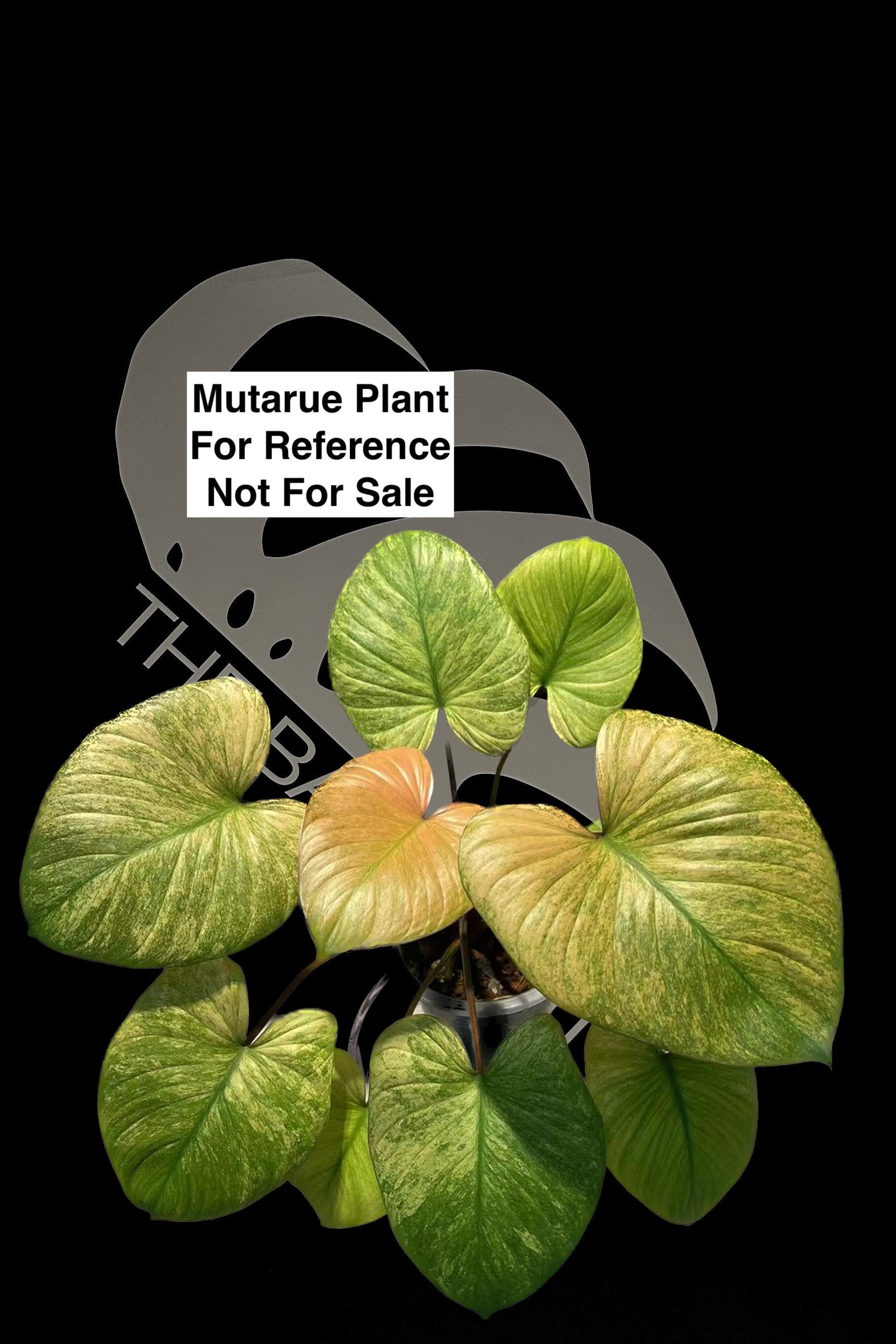 ホマロメナ・ルベスケンス ミント斑入り◎Homalomena rubescens mint variegated  検）フィロデンドロン、アンスリウム、ラフィドフォラ - 観葉植物