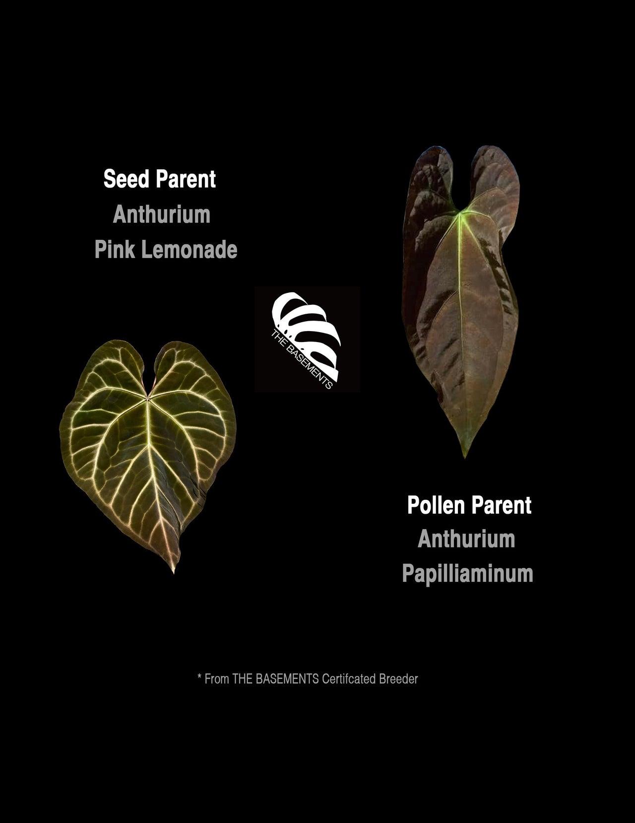 Anthurium Pink Lemonade X Papilliaminum Seedings - thebasements.us