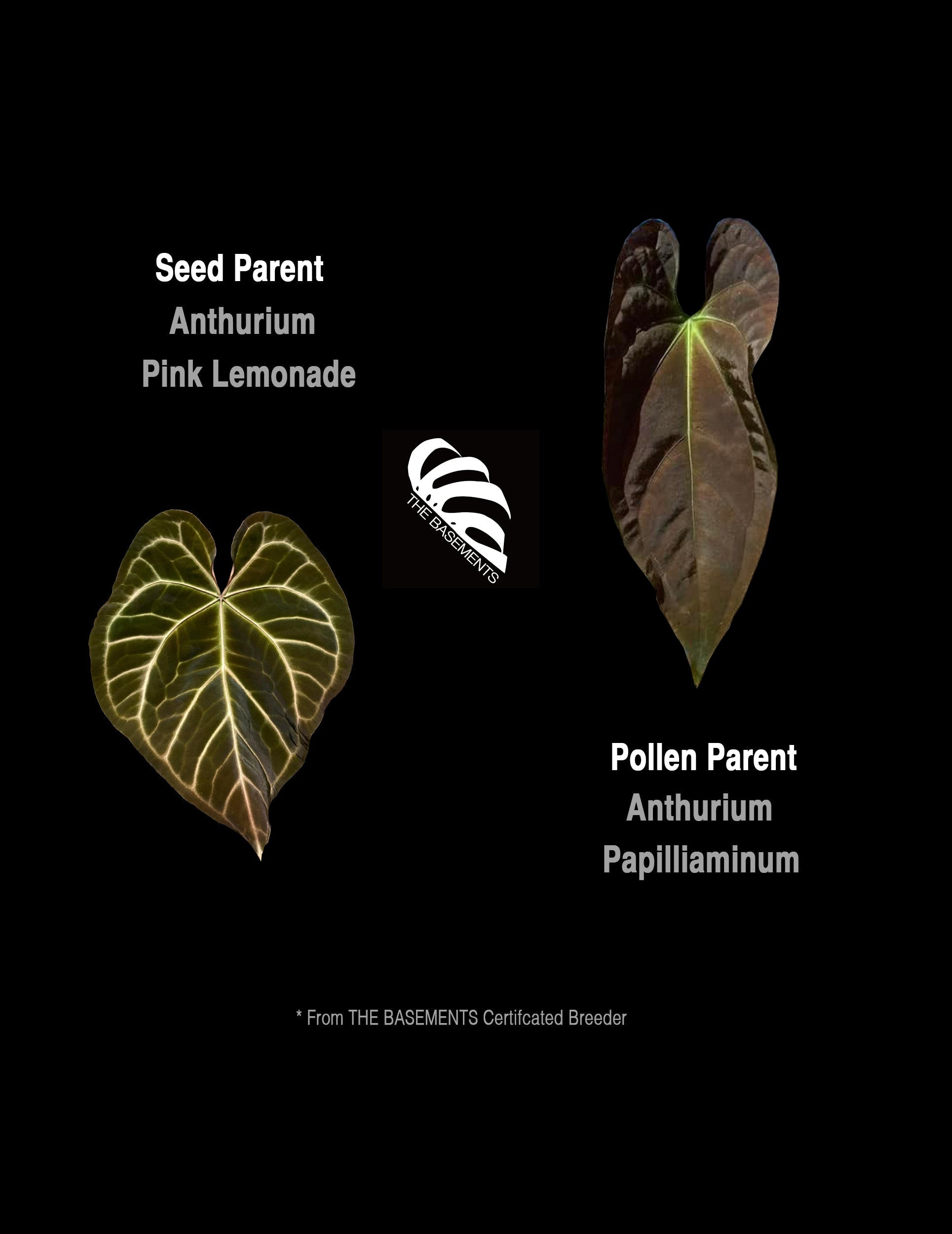 Anthurium Pink Lemonade X Papilliaminum Seedings - thebasements.us