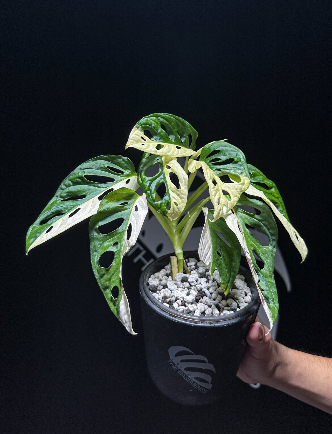 Monstera Adansonii Albo - thebasements.us