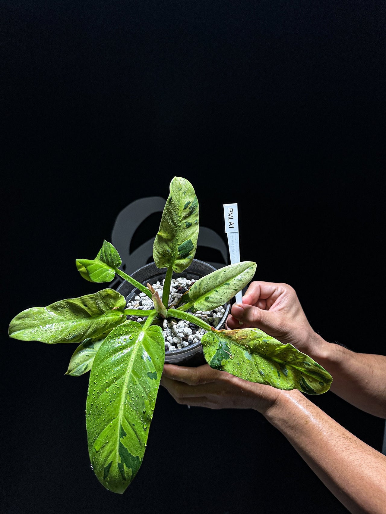 Philodendron Melanonii Variegated